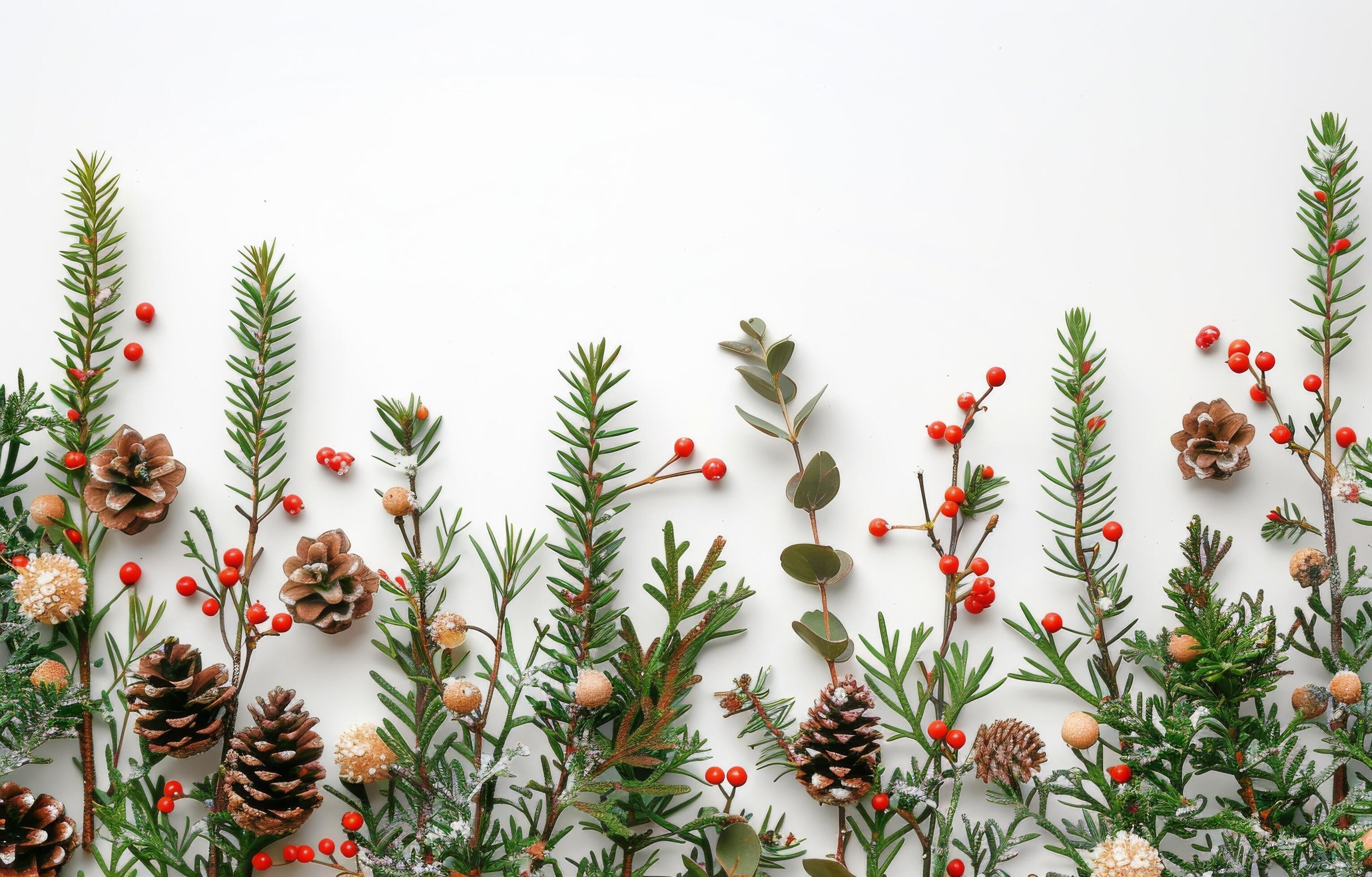 Winter Holiday Evergreen and Berry Arrangement on White Background Stock Free