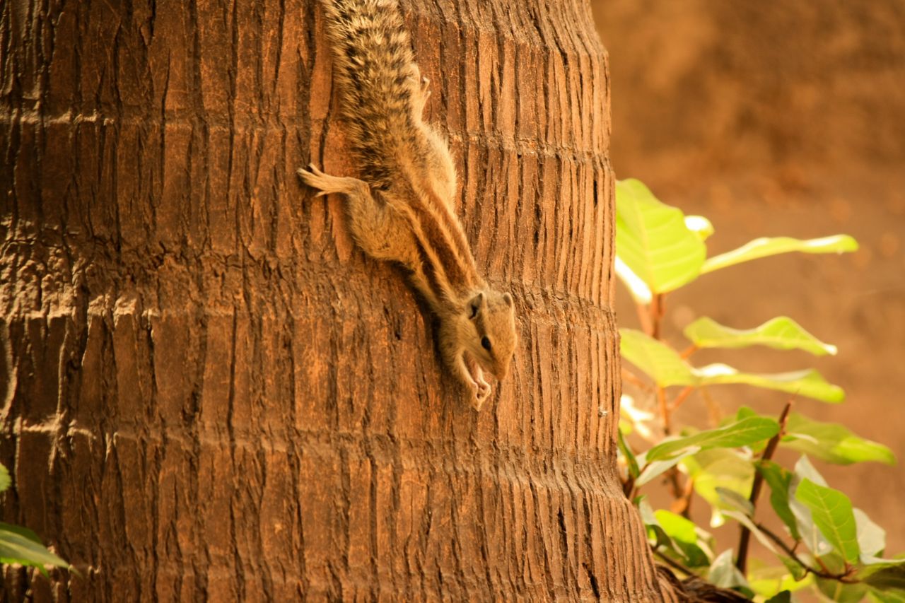 Squirrel Coconut Tree Stock Free