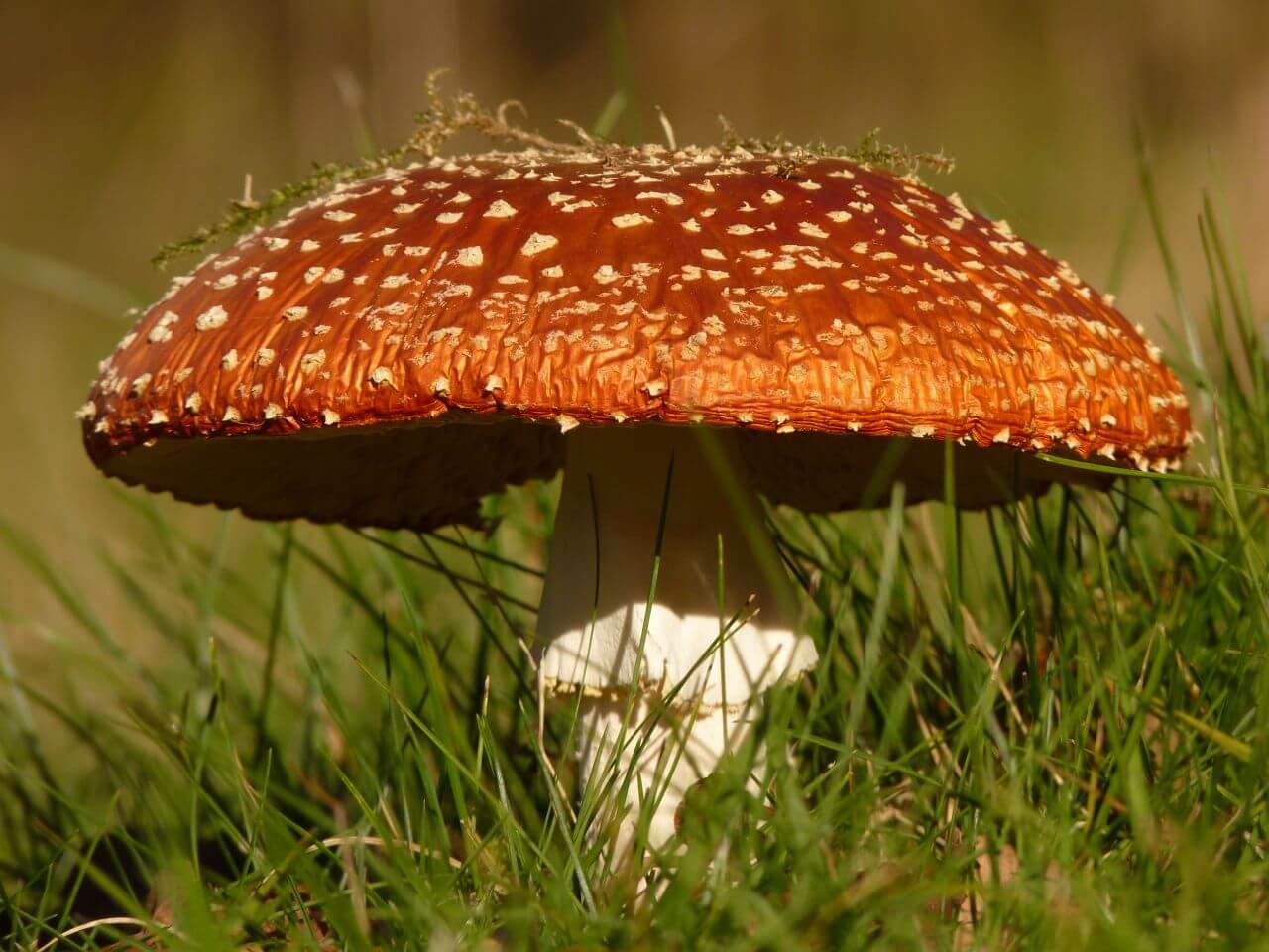 Amanita muscaria Stock Free