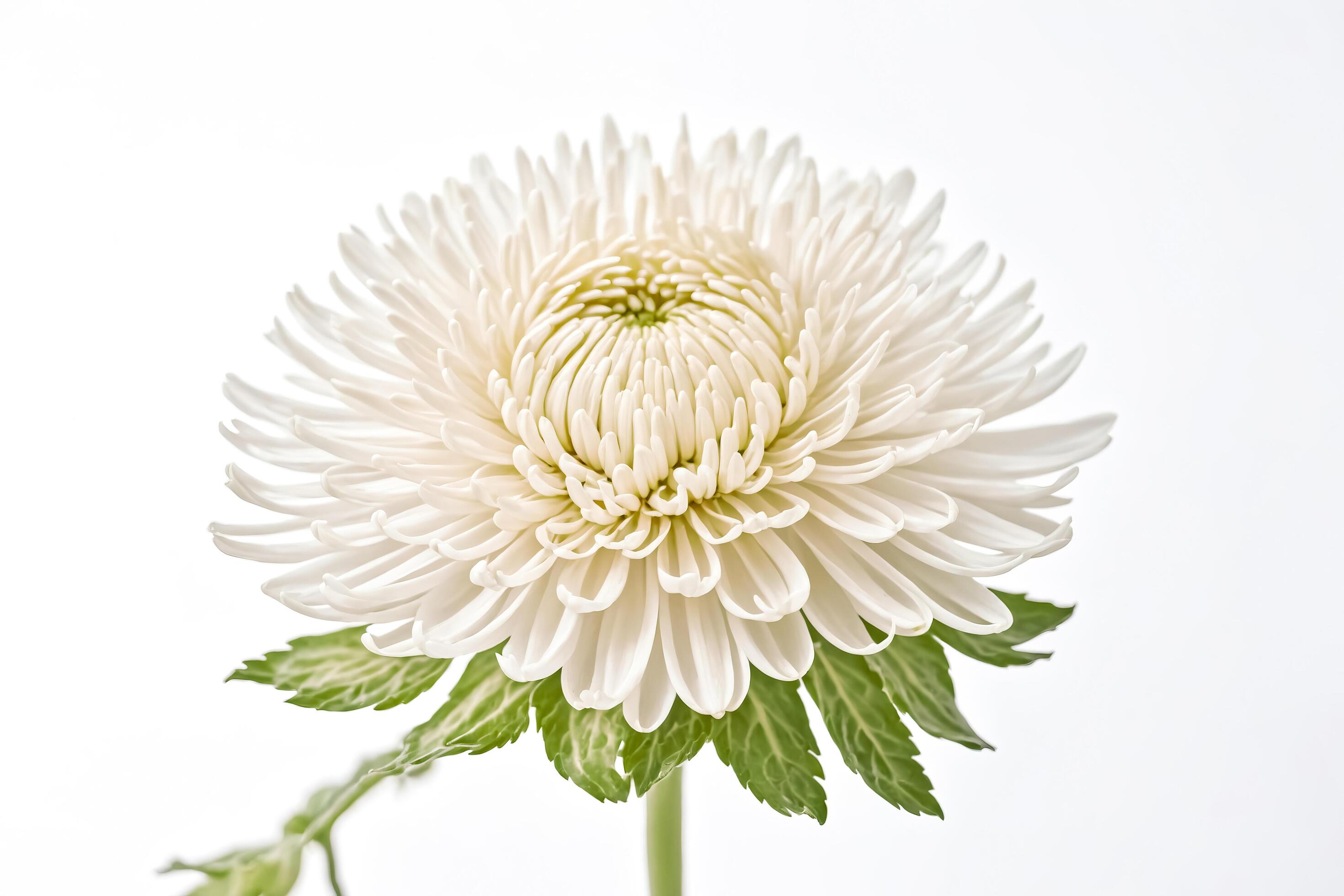 Single White Chrysanthemum Flower with Green Leaves on White Background Stock Free