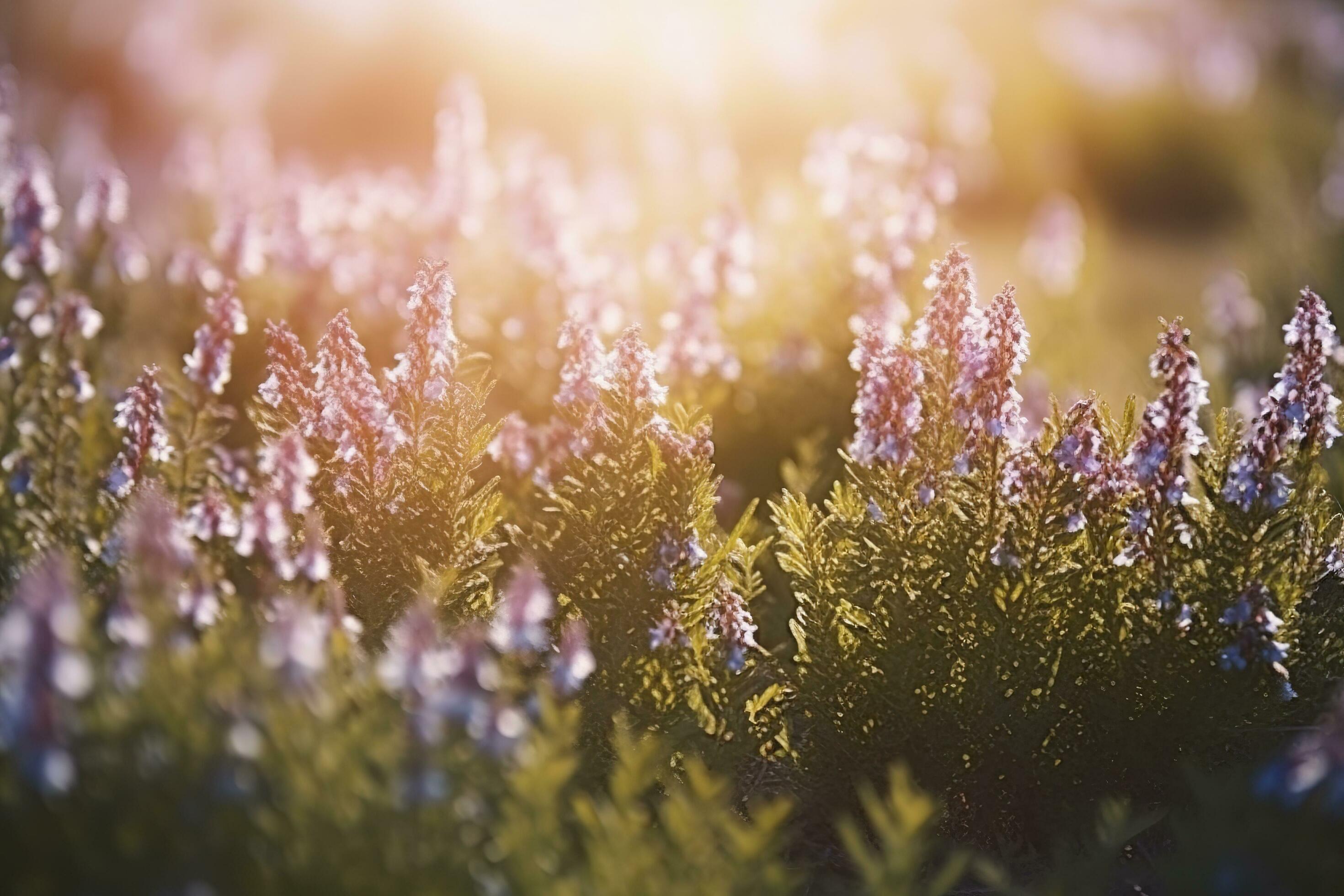 Erica Flower Field, Summer Season, Bokeh Effect , generate ai Stock Free