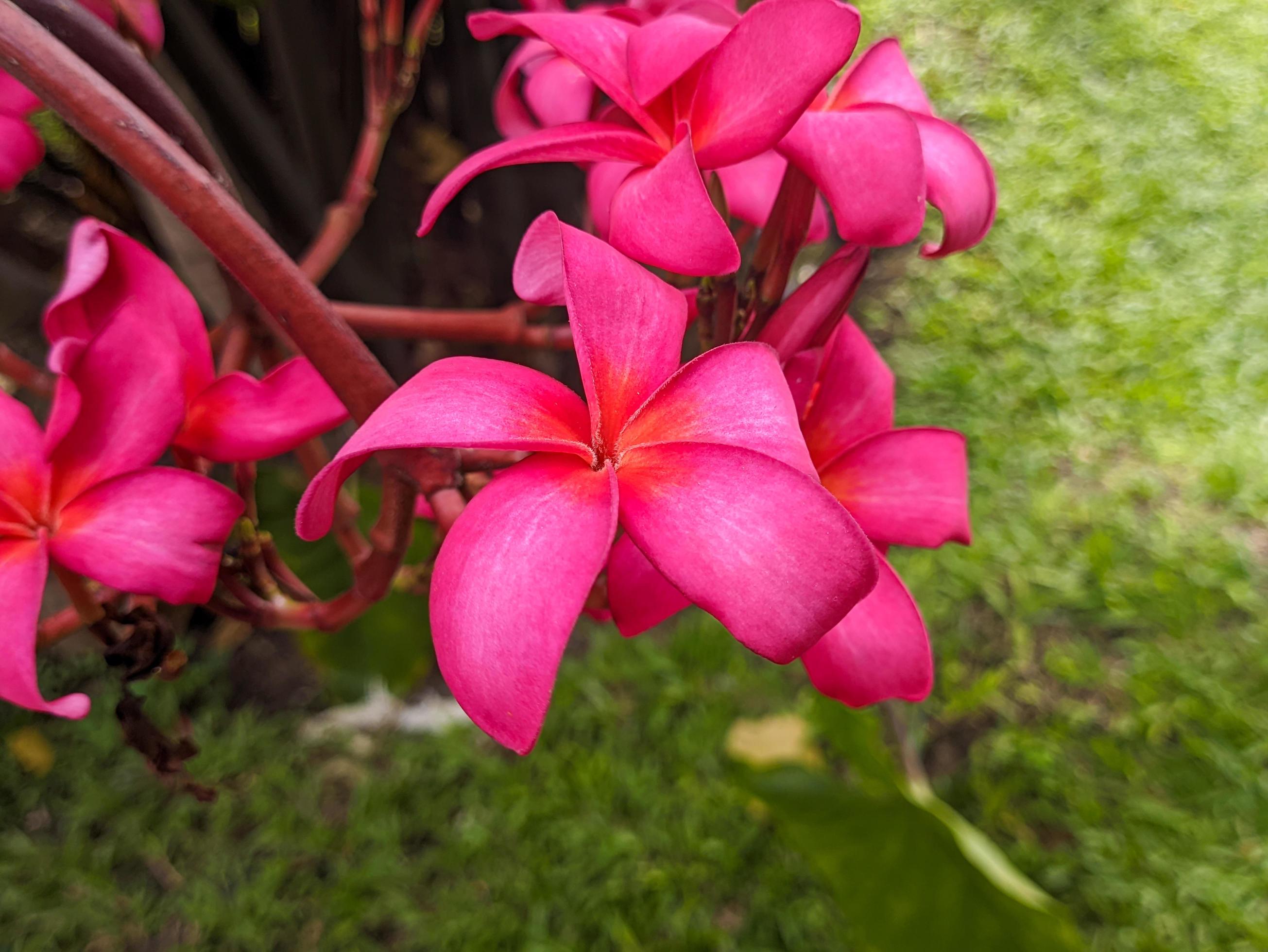 A close up of Plumeria rubra flower Stock Free