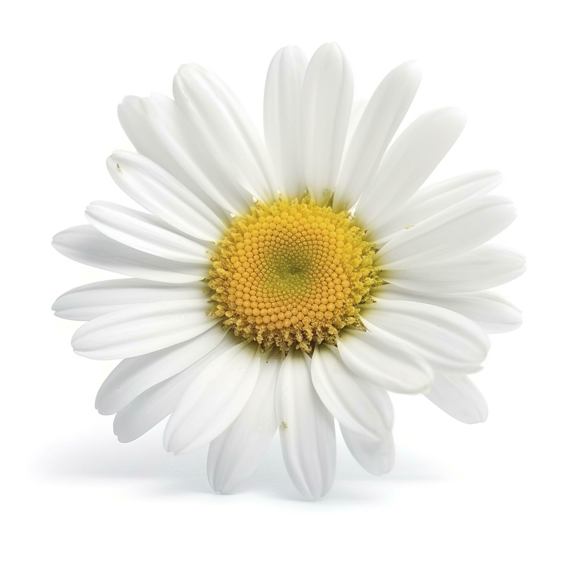 Daisy flower with isolated on white background, generate ai Stock Free