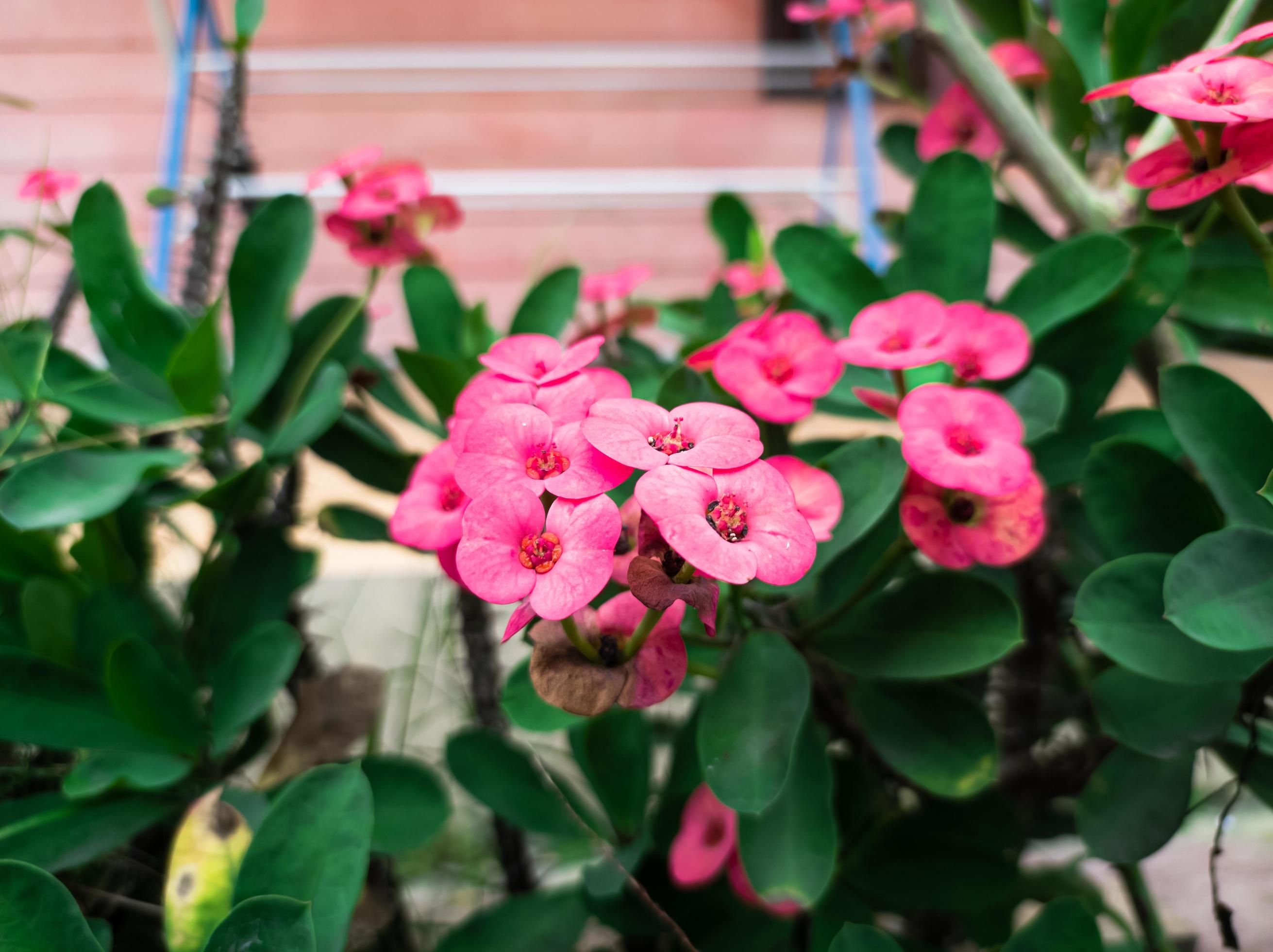 pink Euphorbia flower ornamental plants in the garden Stock Free