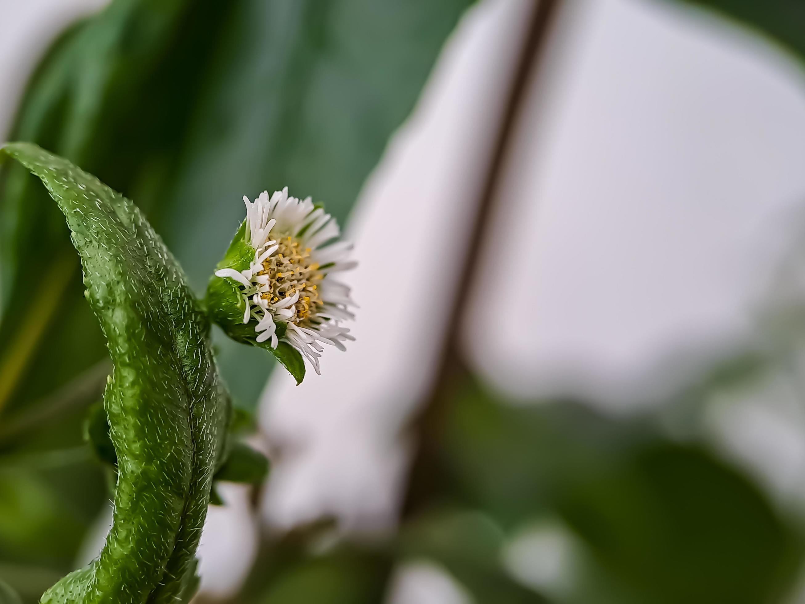 Macro false daisy, yerba de tago, Karisalankanni, and bhringraj, is a species of plant in the sunflower family Stock Free