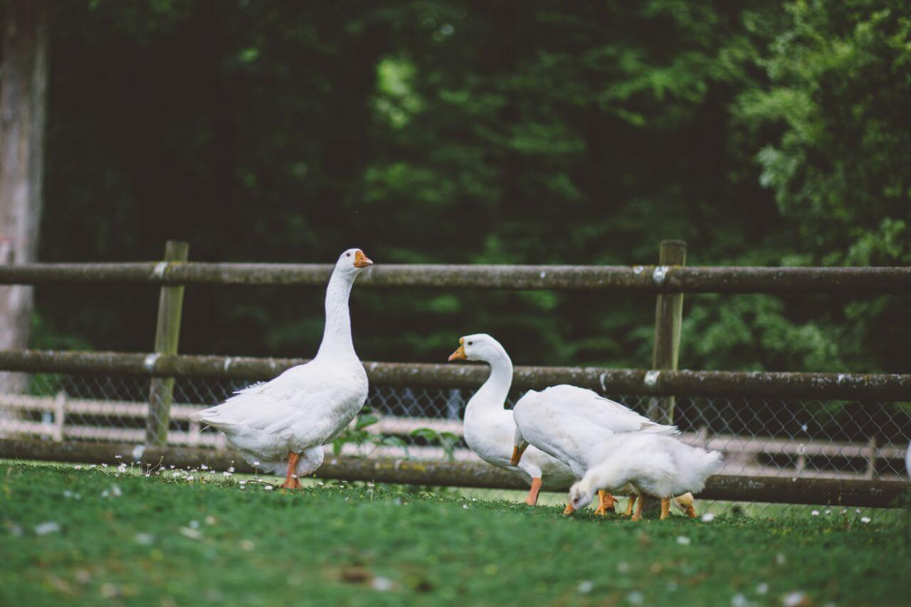 Geese Field Wood Fence Stock Free