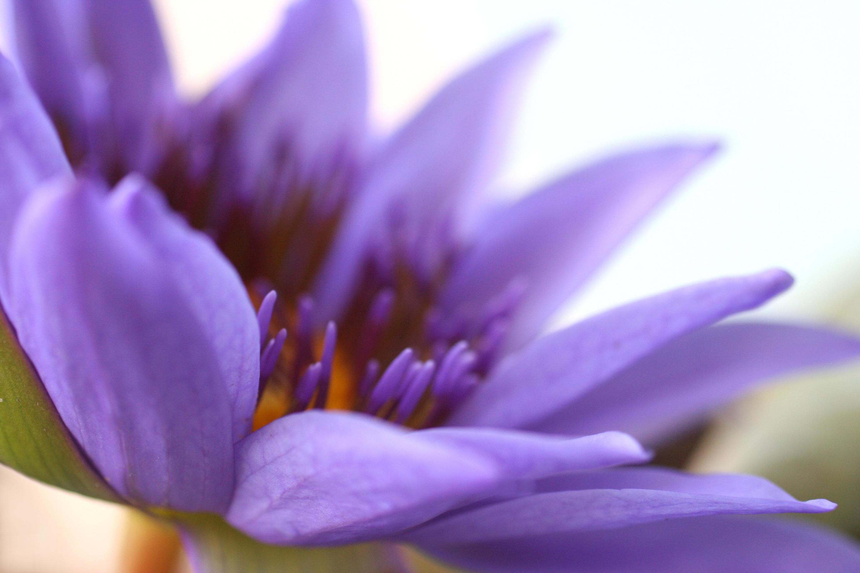 Beautiful purple lotus flower close up Stock Free