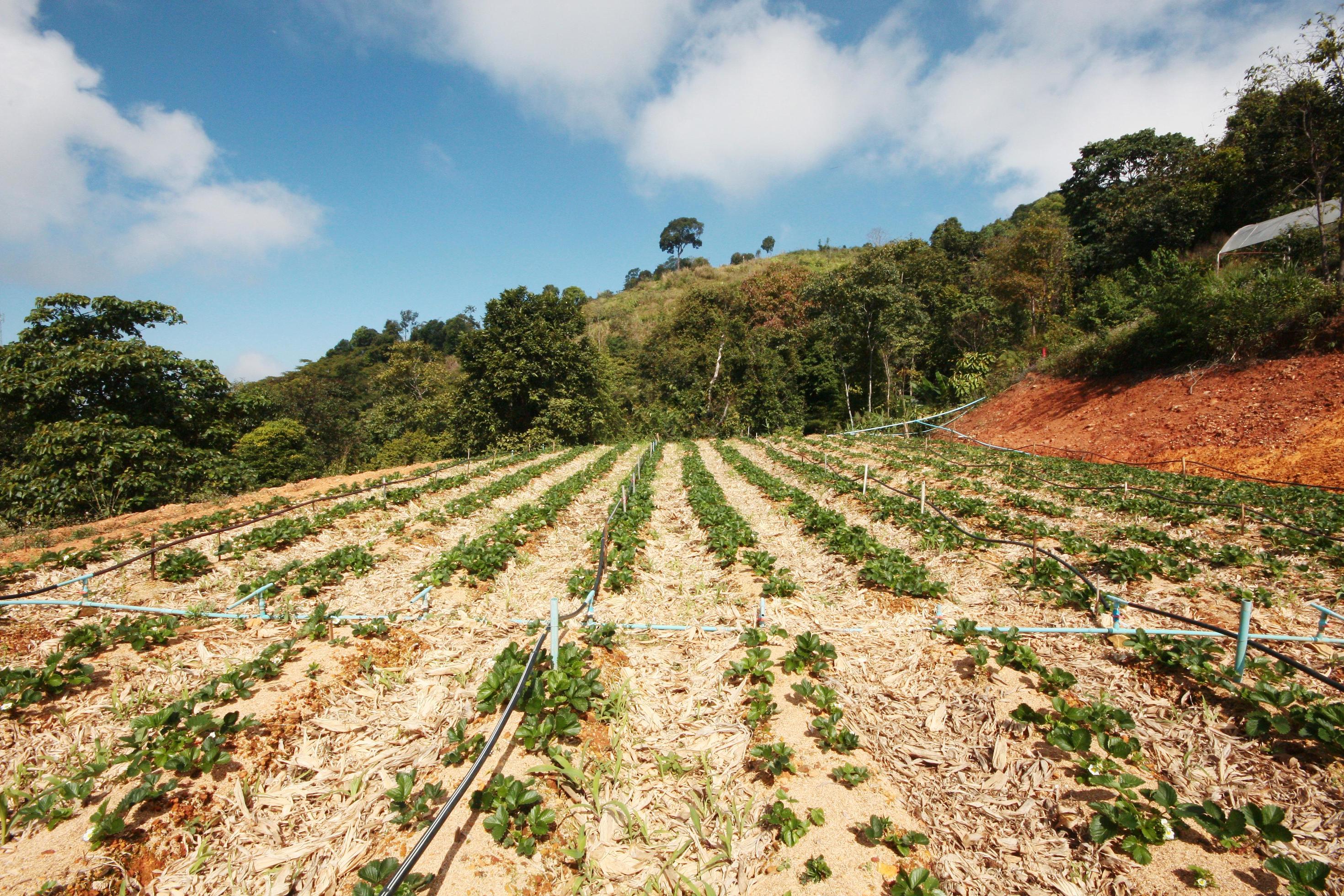 Water supply system in Strawberry Farm and Plant nursery in greenhouse on the mountain at northern in Thailand Stock Free