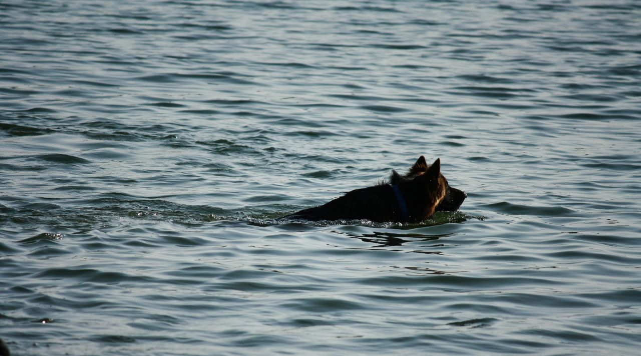 Dog Swimming Lake Stock Free