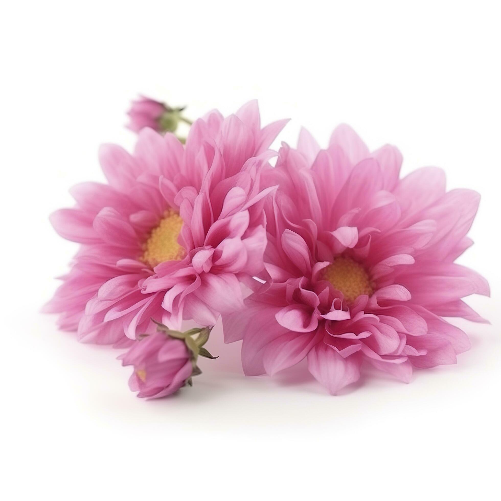 Pink flowers isolated on white background, generate ai Stock Free