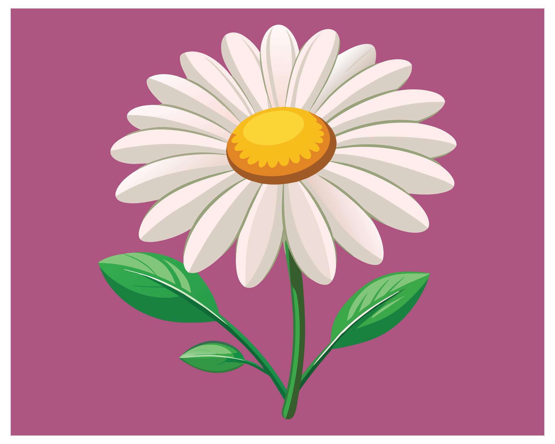 Cartoon Daisy Flower Vector Design On White Background illustration Stock Free