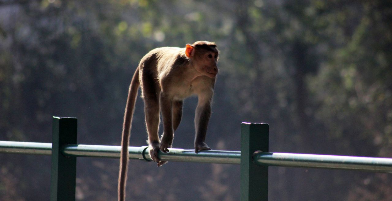 Monkey Walking On Pole Stock Free