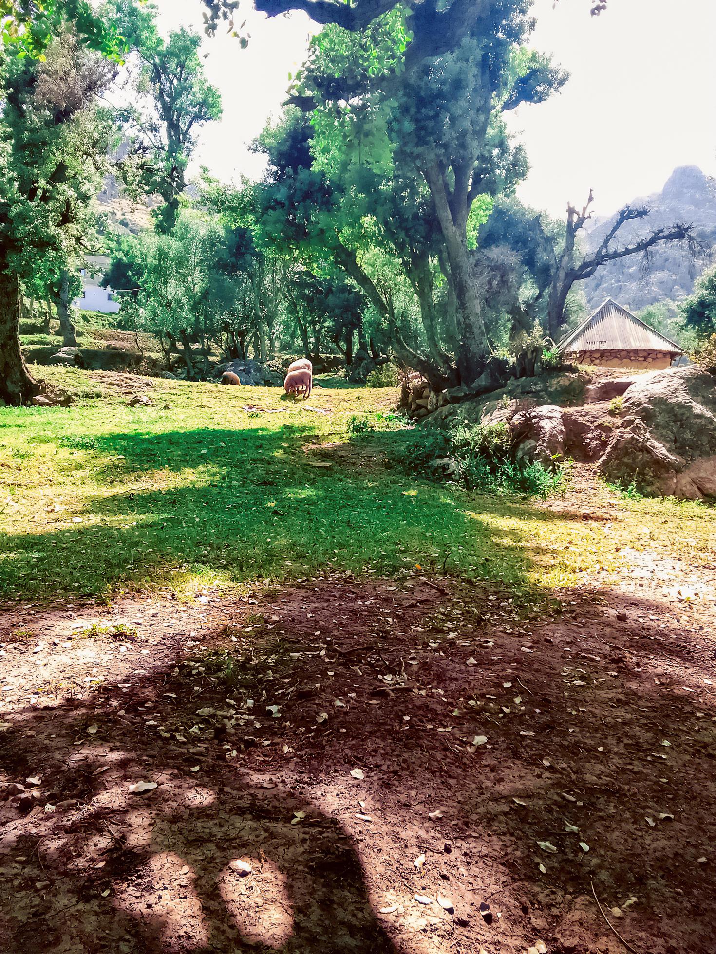 Discovering peace and serenity in the shaded protection of trees a journey into the heart of nature tranquil landscapes Stock Free