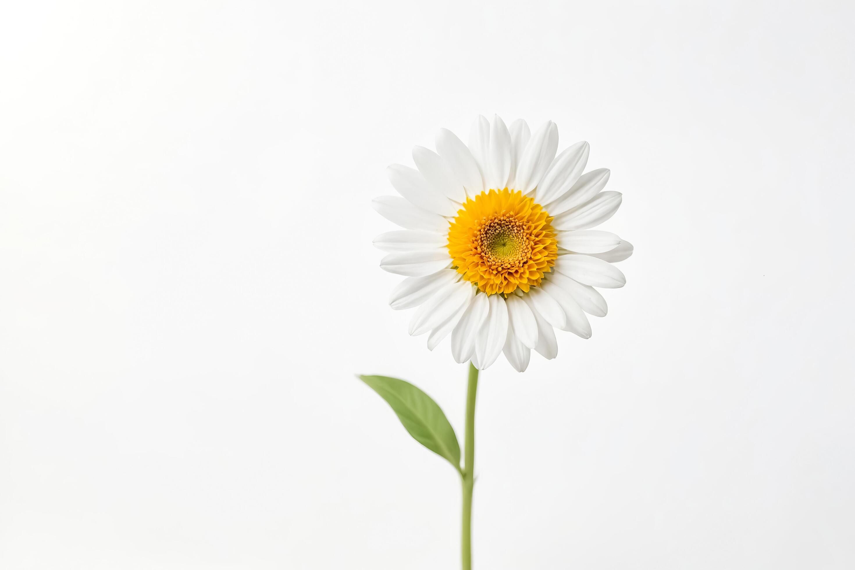 Single White Daisy on White Background Stock Free