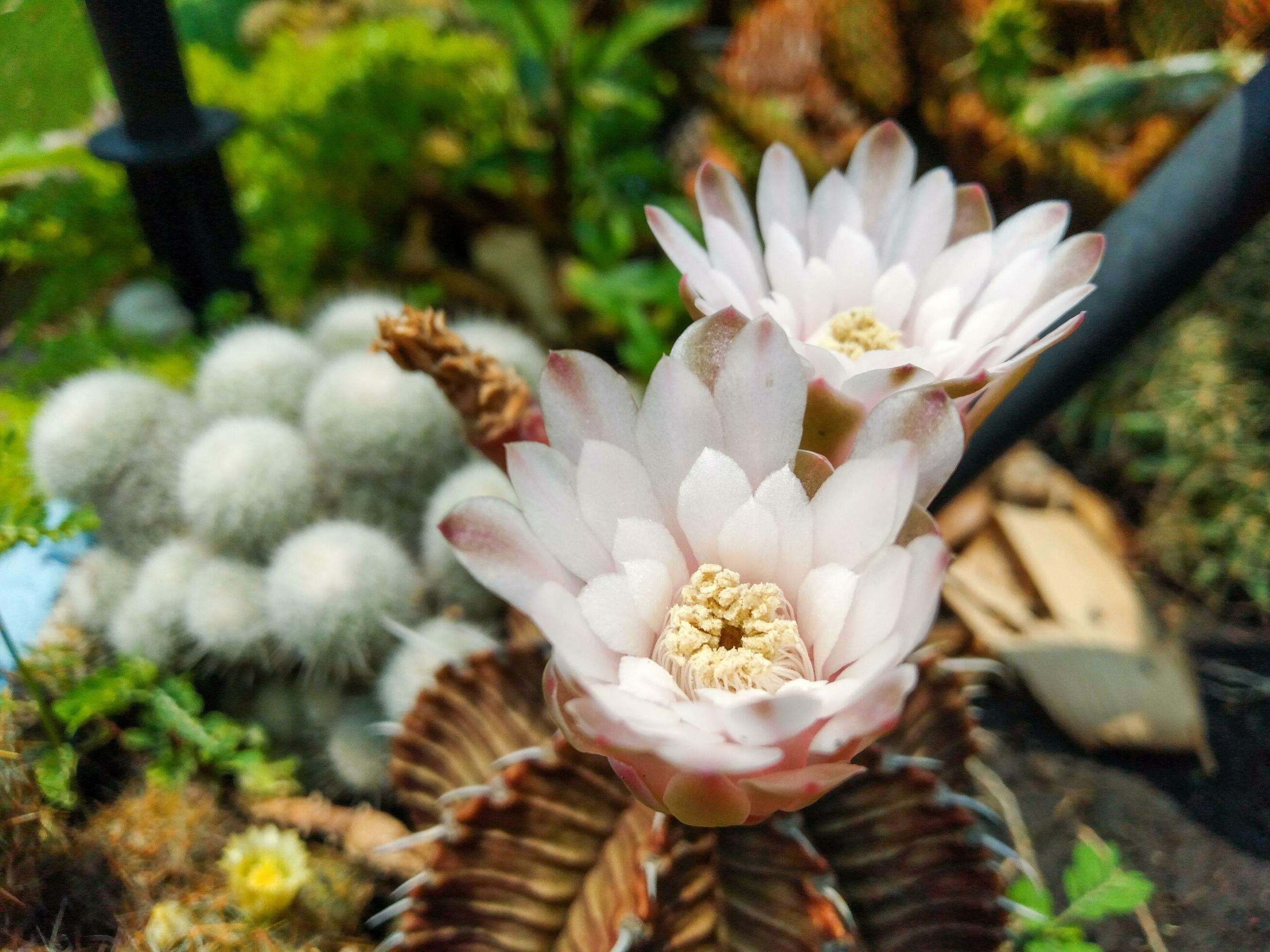 White flower cactus in full bloom outdoors on a sunny day Stock Free