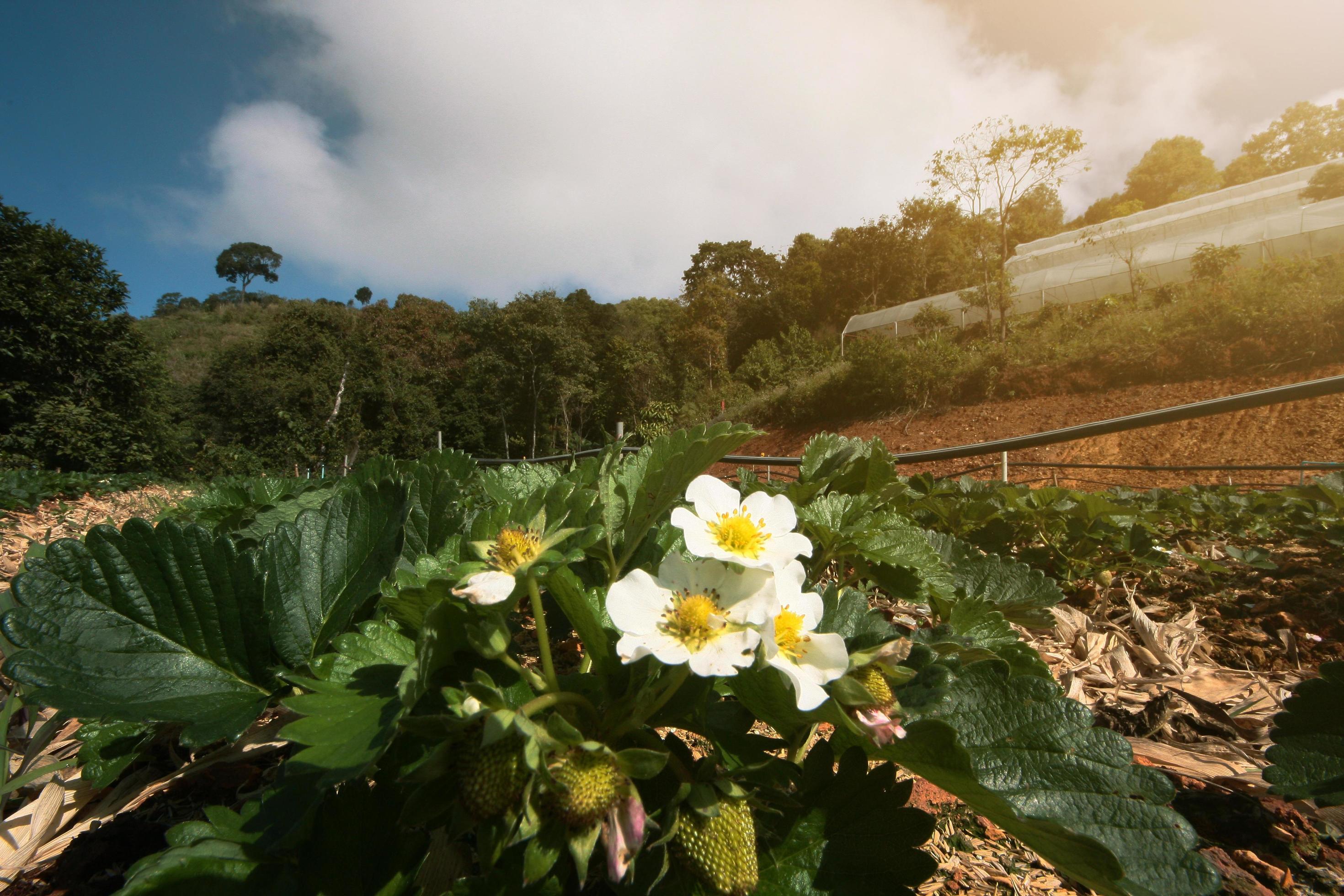 Little white Strawberry flowers with green leaves in Plantation Farm on the mountain in Thailand Stock Free