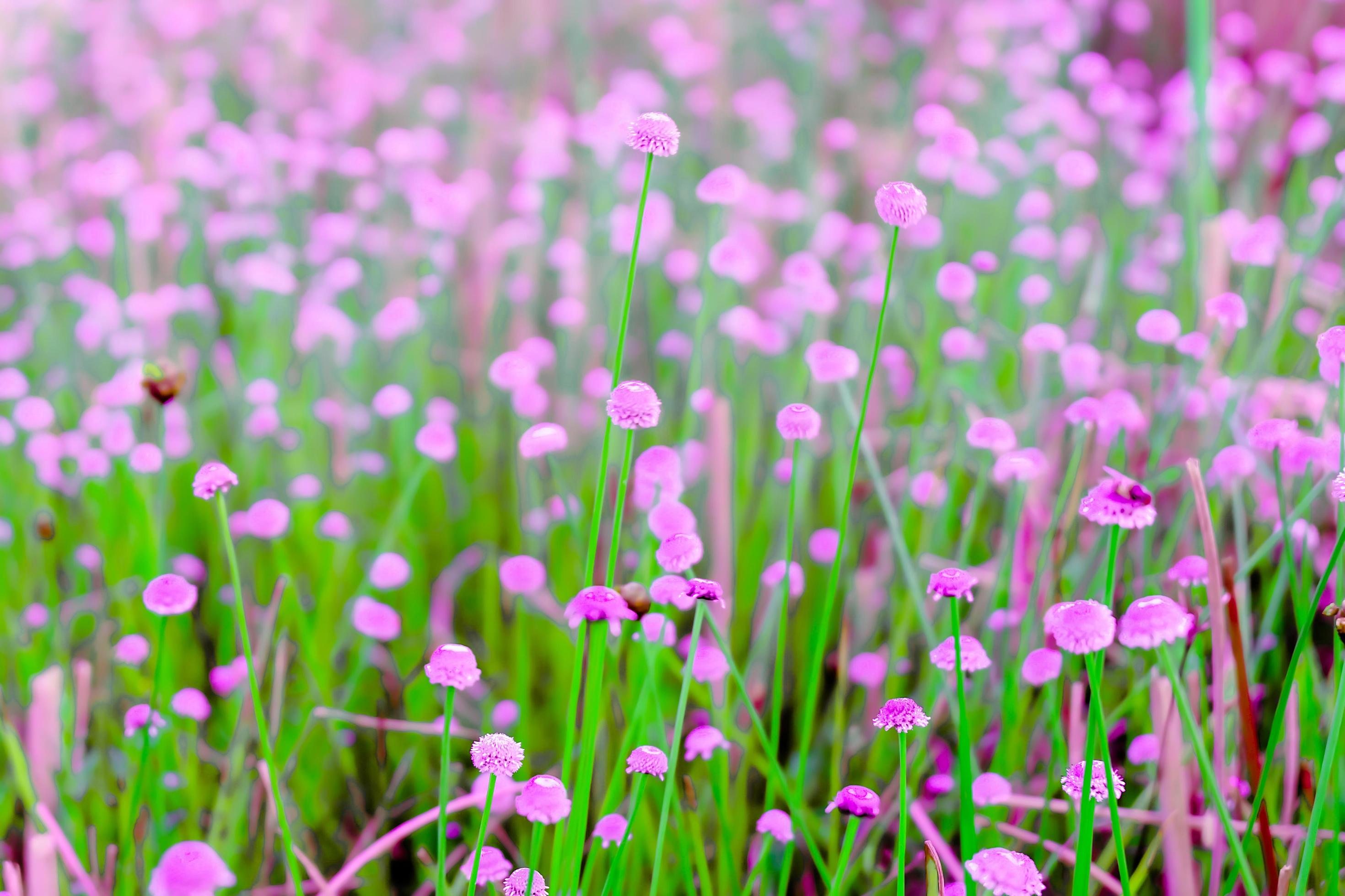 blurred,Pink wild flower fields.Beautiful growing and blooming in the morning,selective focus Stock Free