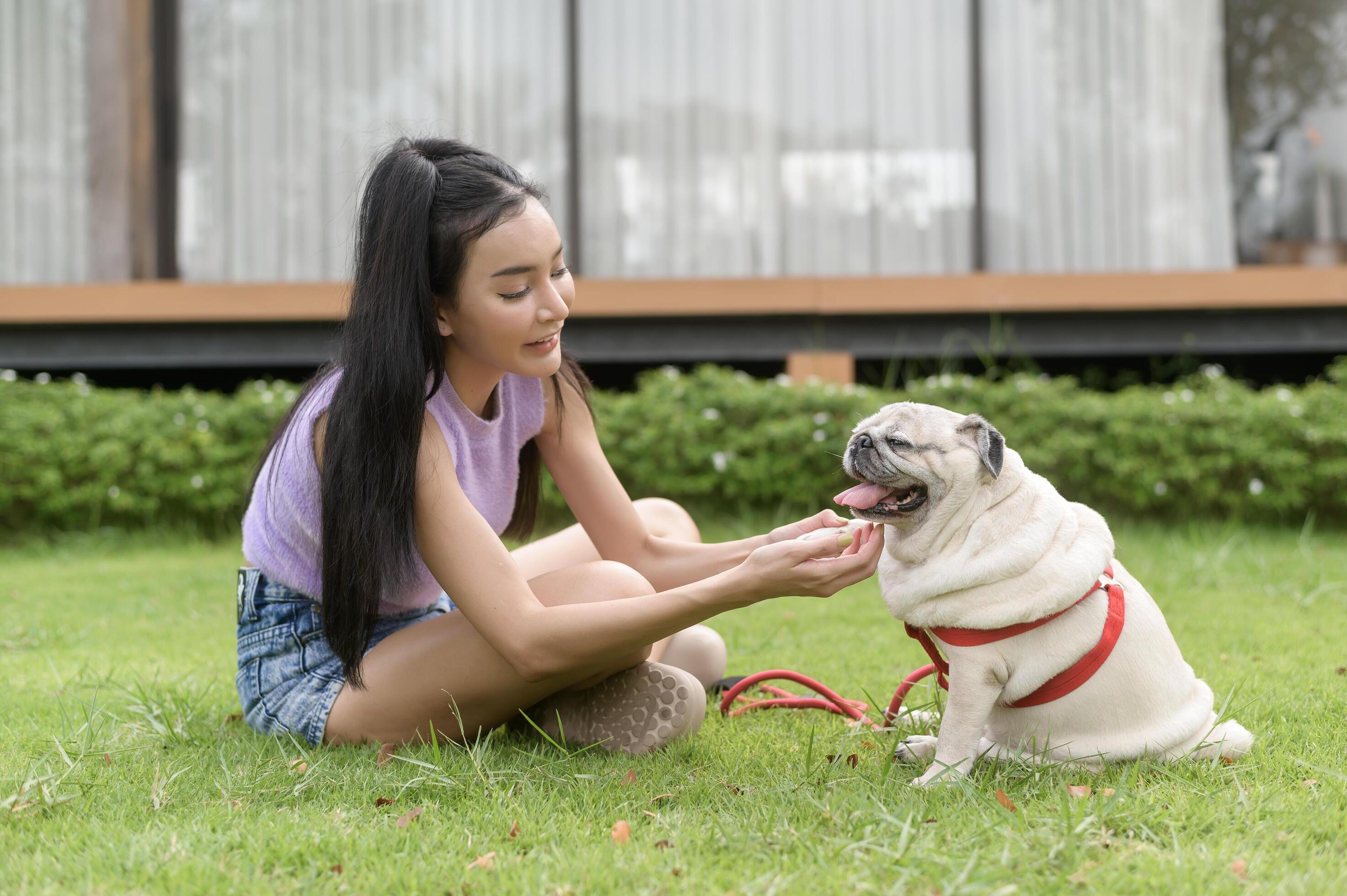 Happy asian woman playing with Cute Smart pug Puppy Dog In the Backyard Stock Free