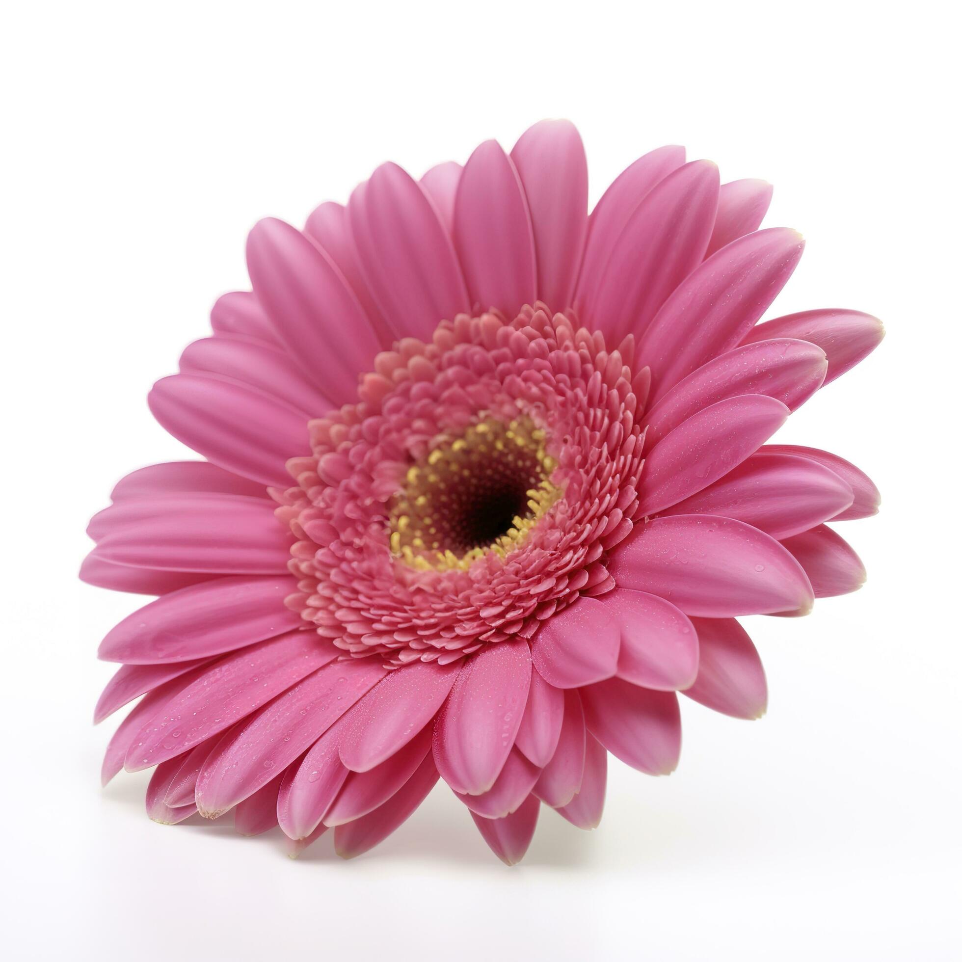 Pink gerbera flower isolated on white background, generate ai Stock Free