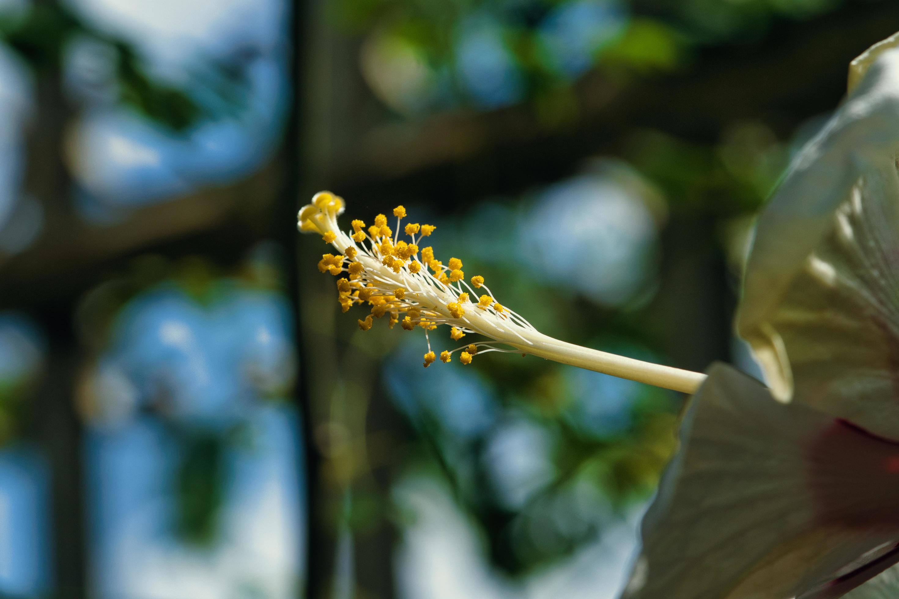 hibiscus flower pollen Stock Free