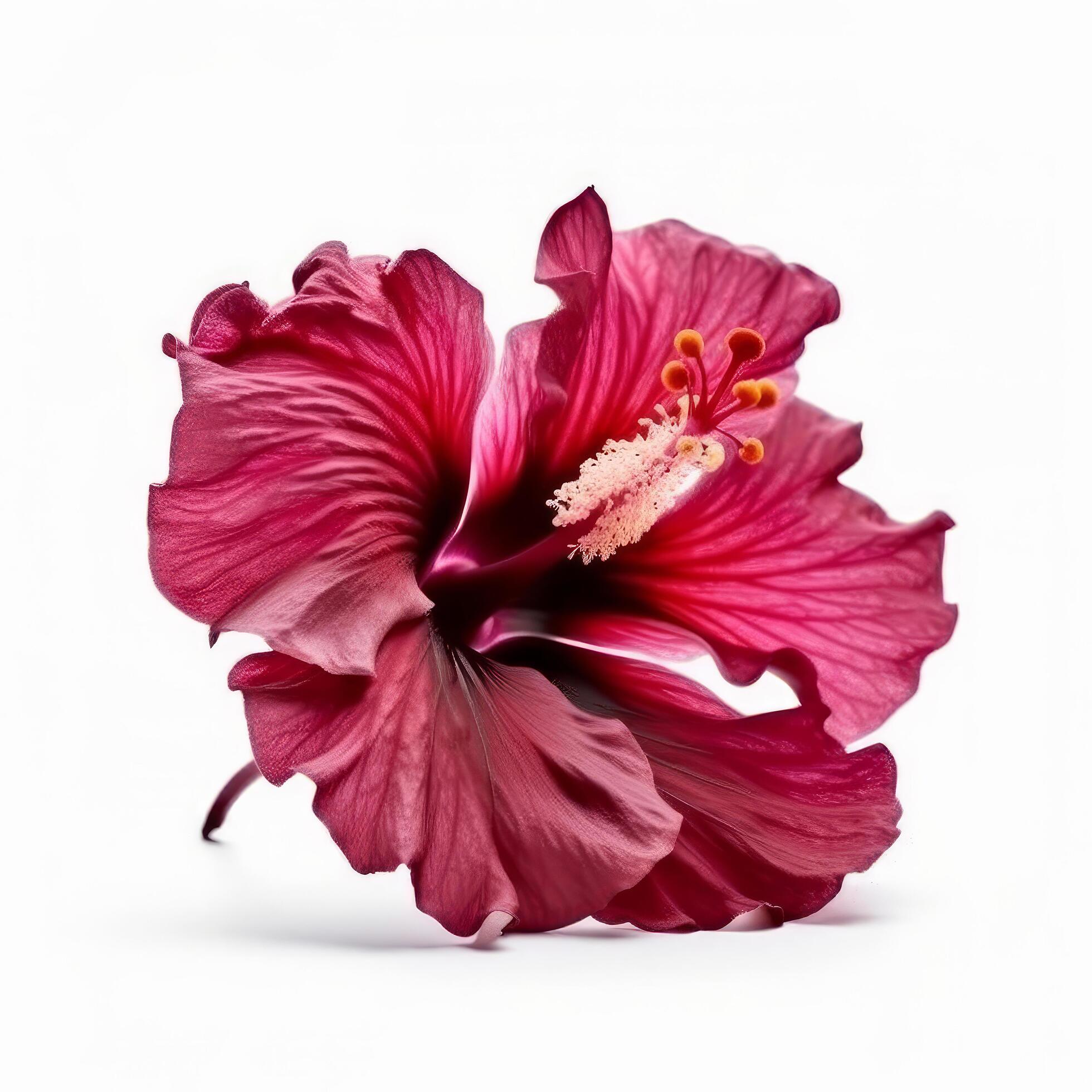 Hibiscus flower isolated. Illustration Stock Free