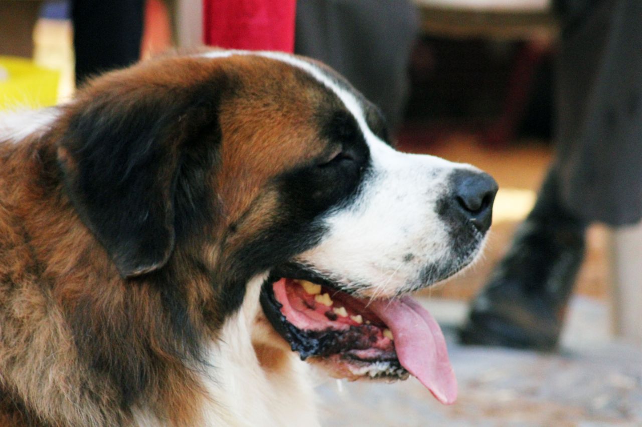 St Bernard Stock Free