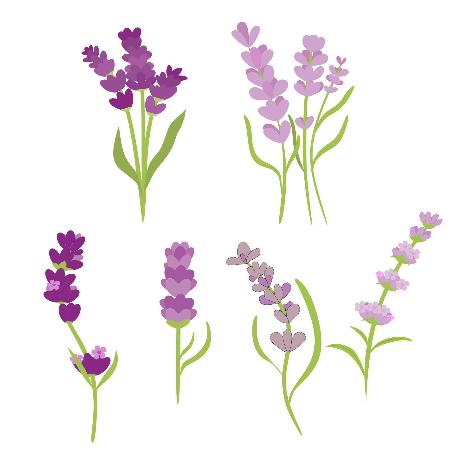 Lavender Flowers Purple Clipart Collection Set Stock Free