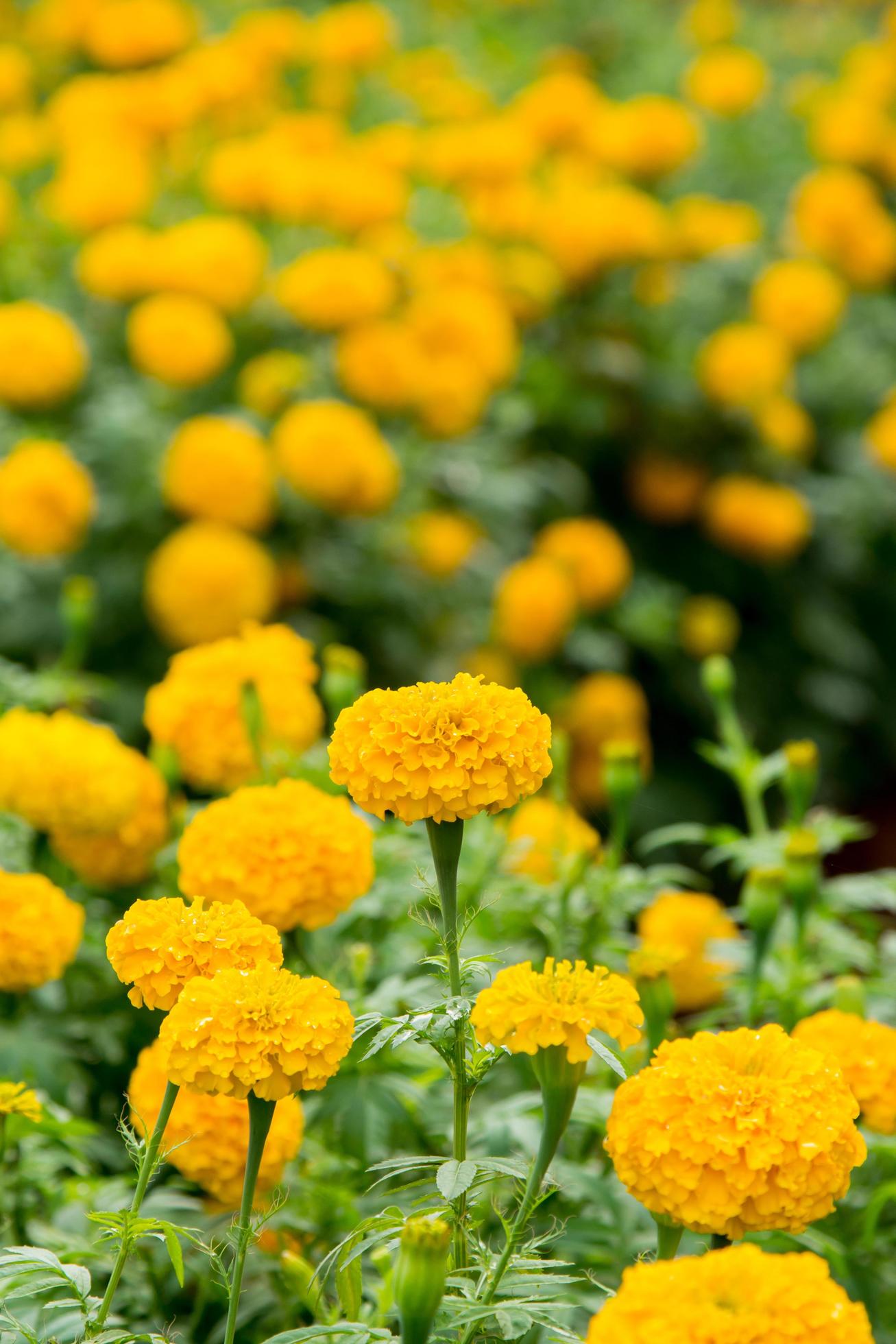 Close up Yellow Marigold Flower In Garden. Stock Free