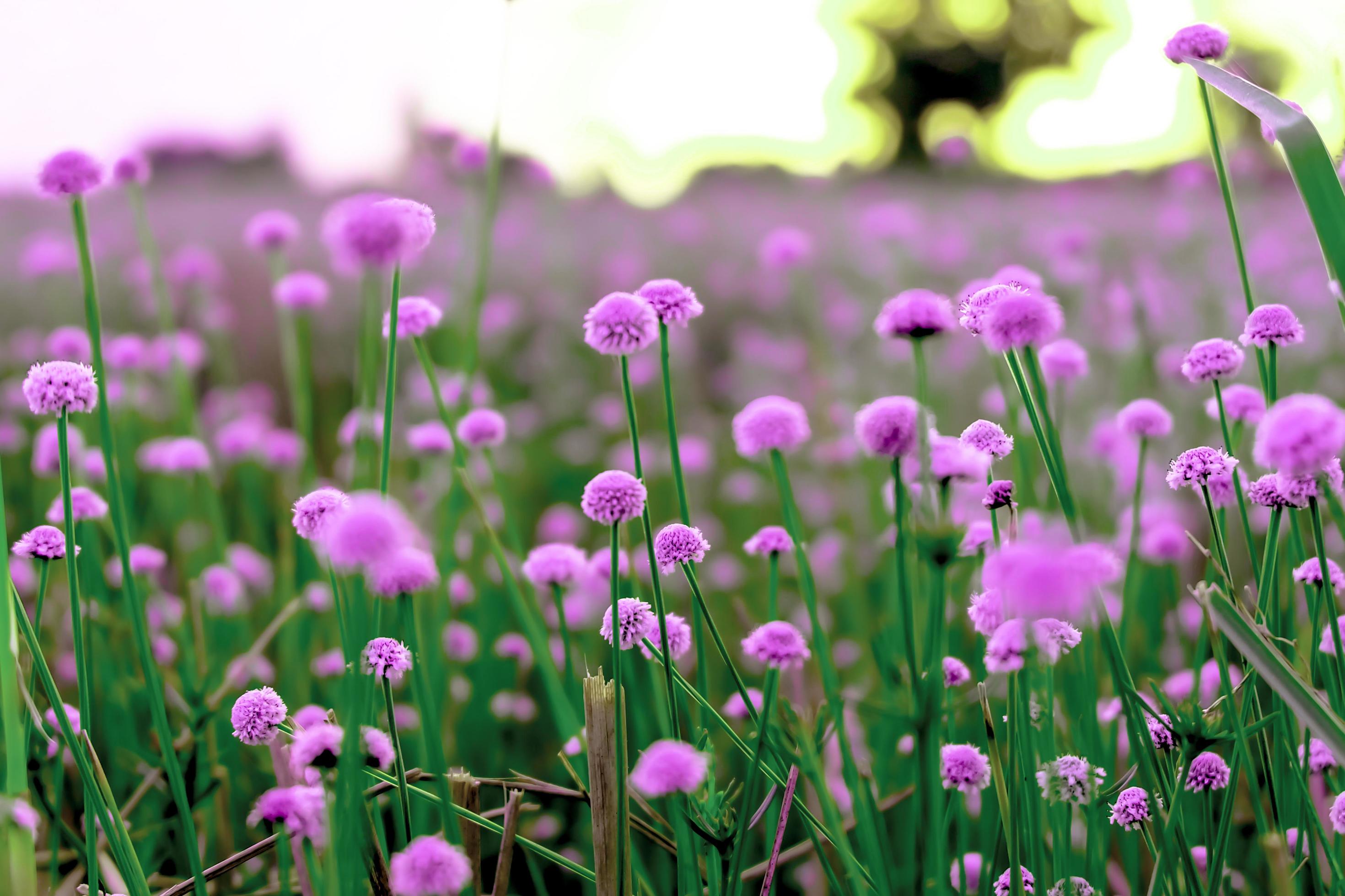 Pink wild flower fields.Beautiful growing and blooming in the morning,selective focus Stock Free