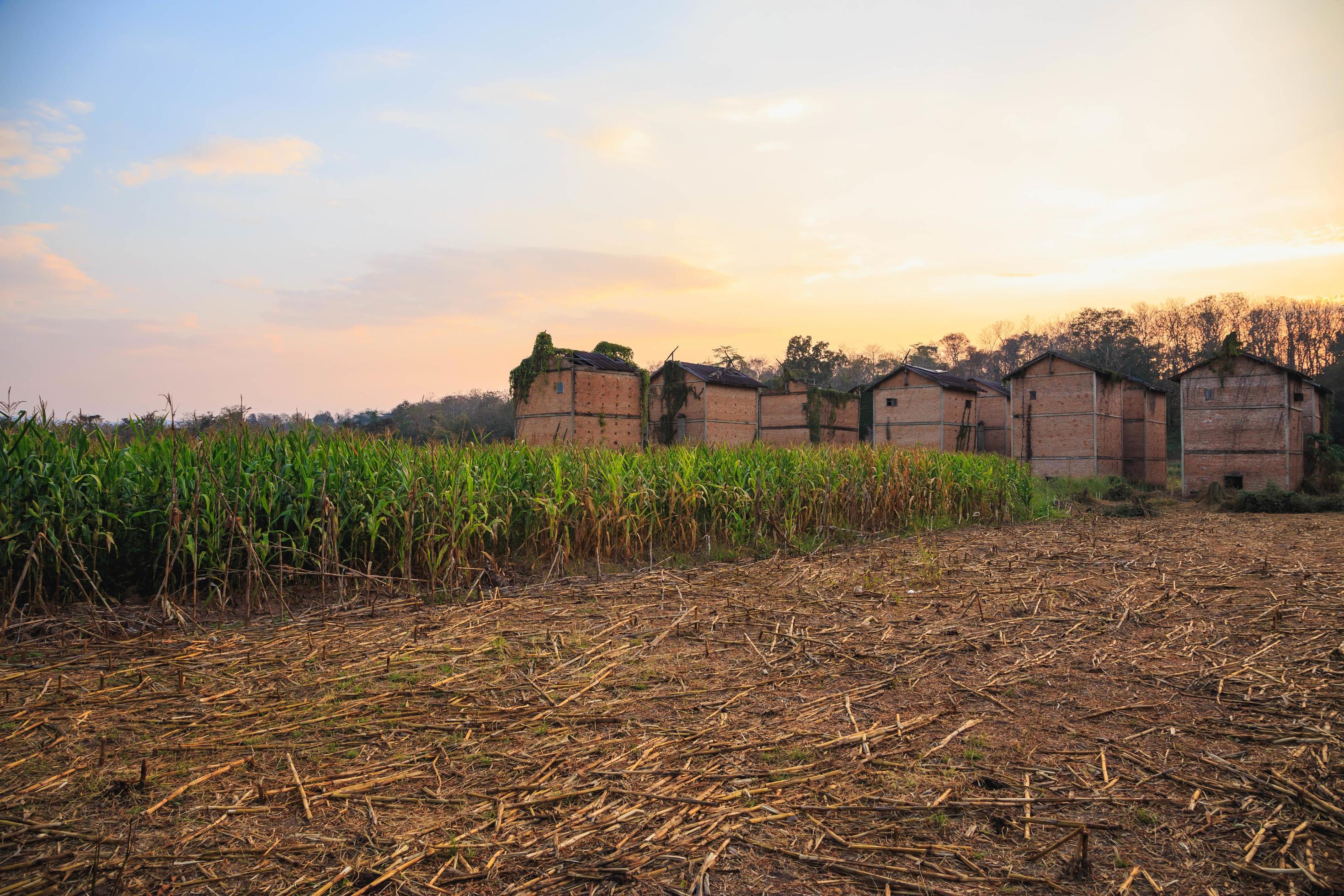 Abandoned buildings on a corn field Stock Free