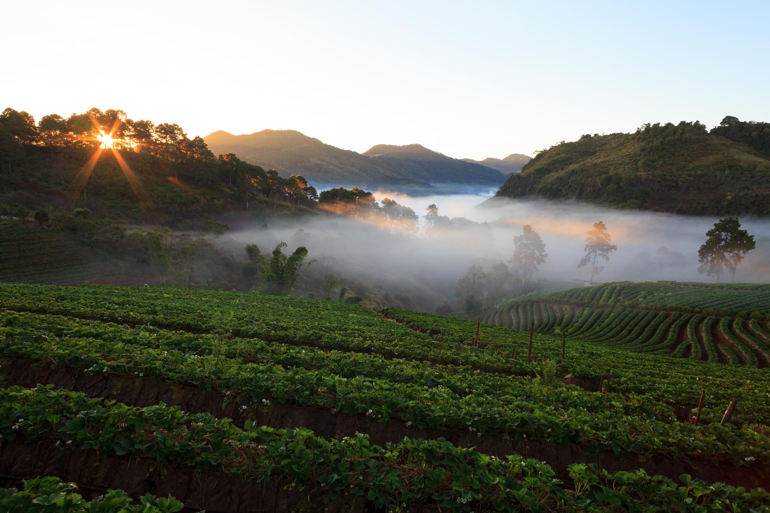 Misty morning sunrise in strawberry garden at Doi Ang khang mountain, chiangmai Stock Free