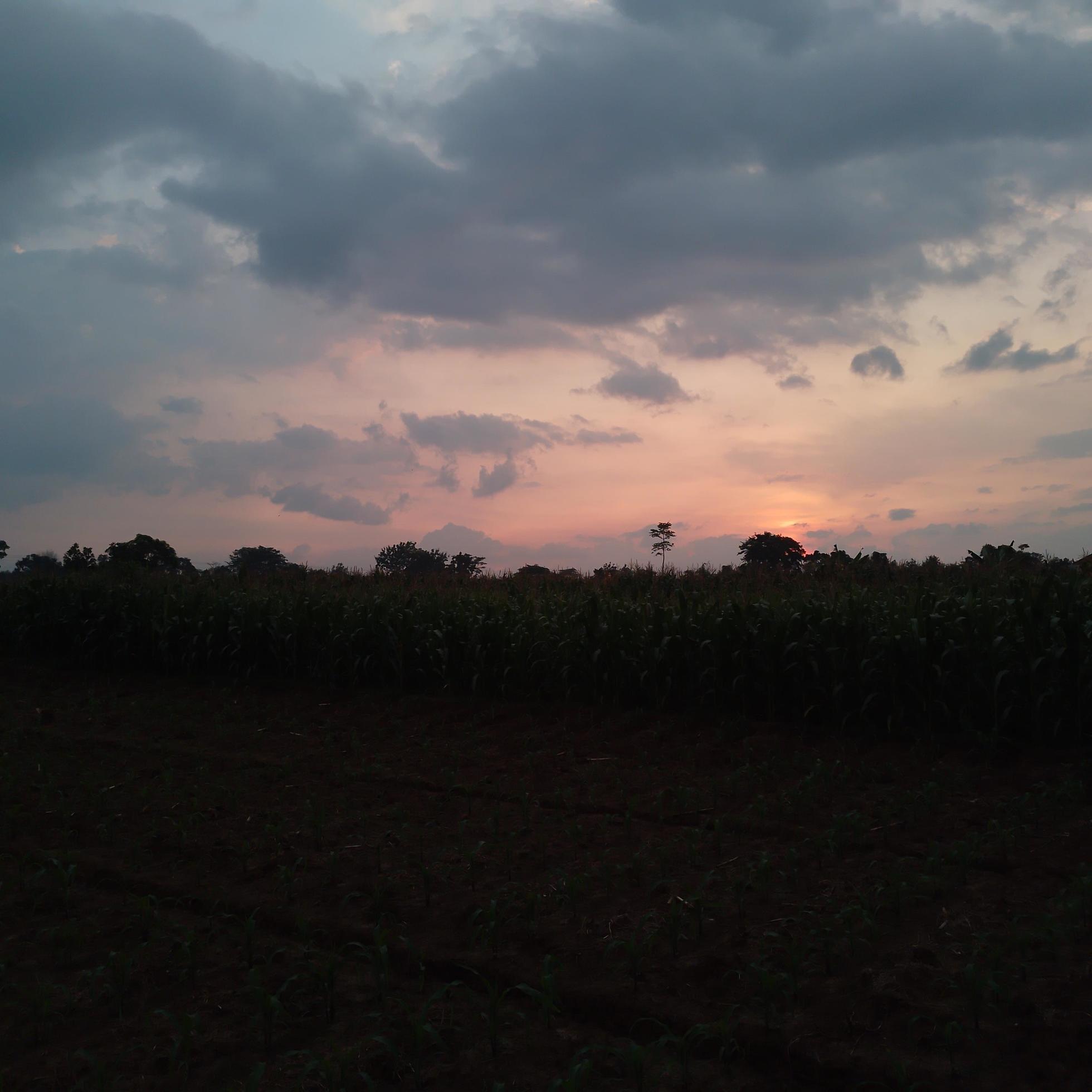 Nature photo at sunset in the countryside Stock Free