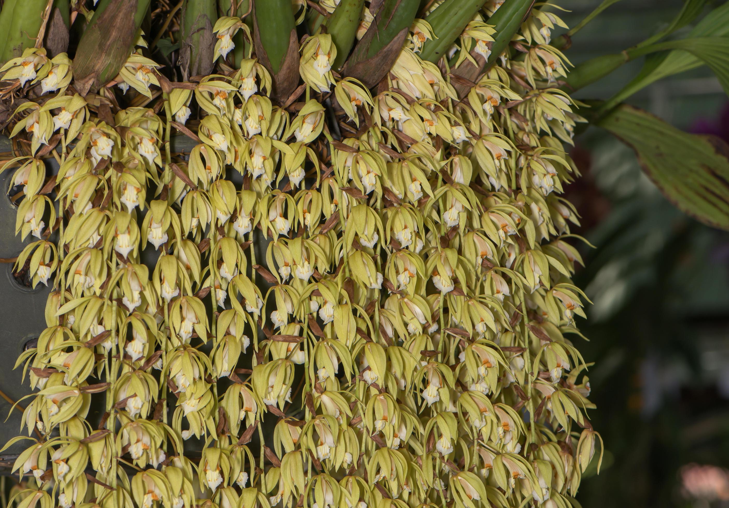 closed up of Grammatophyllum orchid flower Stock Free