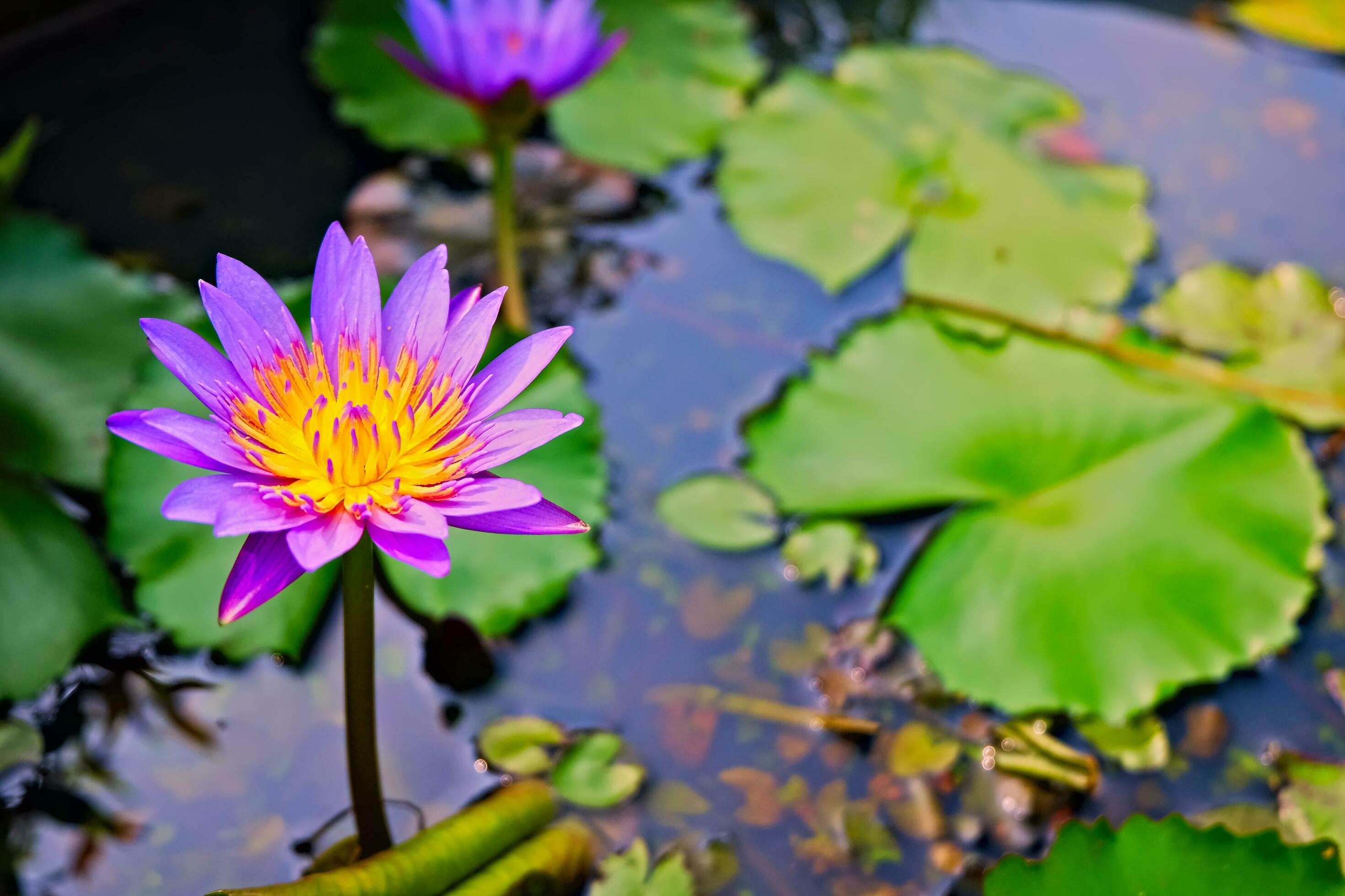 purple lotus flower growing on the lake, lotus flower nature background Stock Free