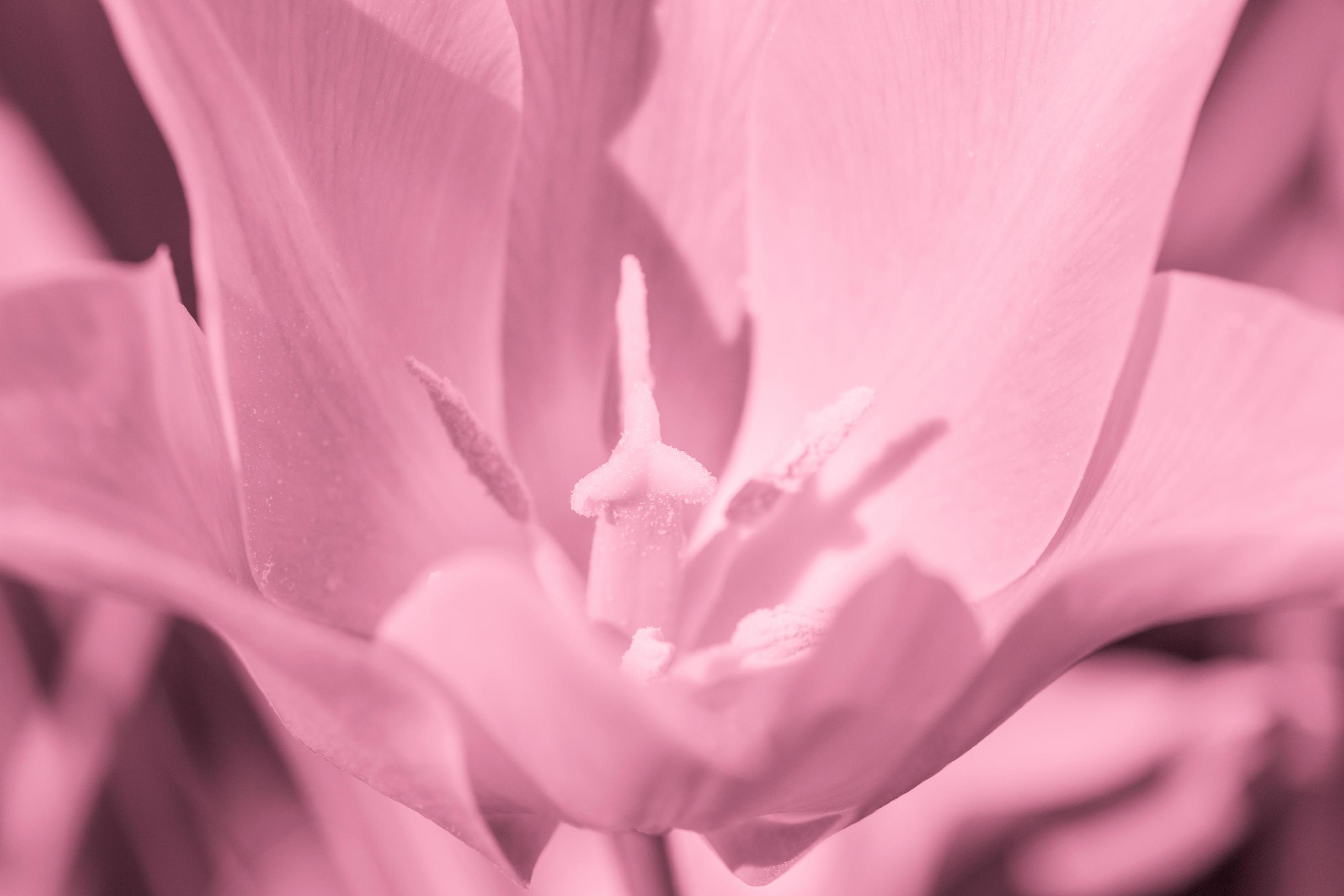 close up of tulip flower Stock Free