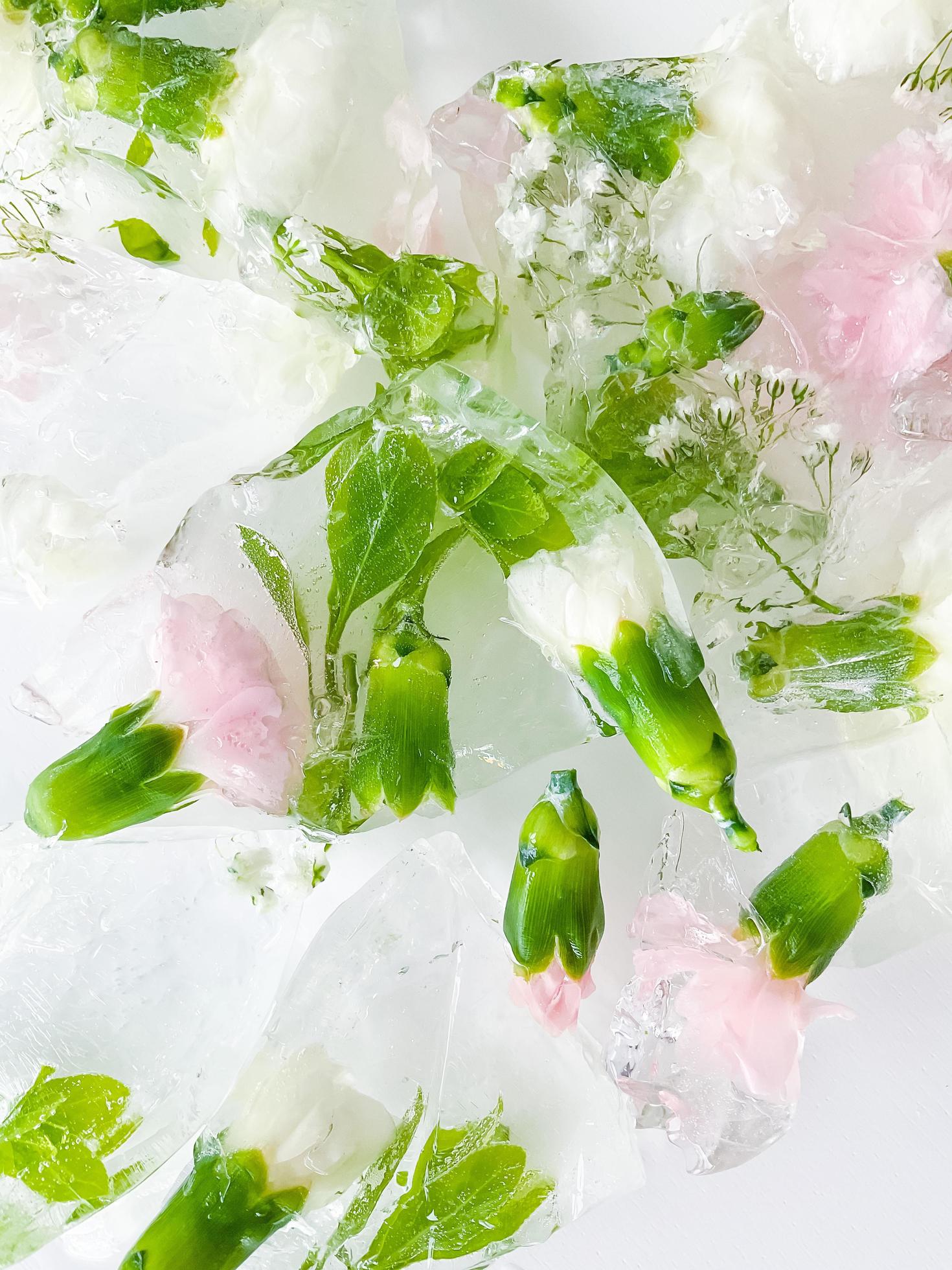 carnation, garden flowers frozen in ice. backgraund Stock Free