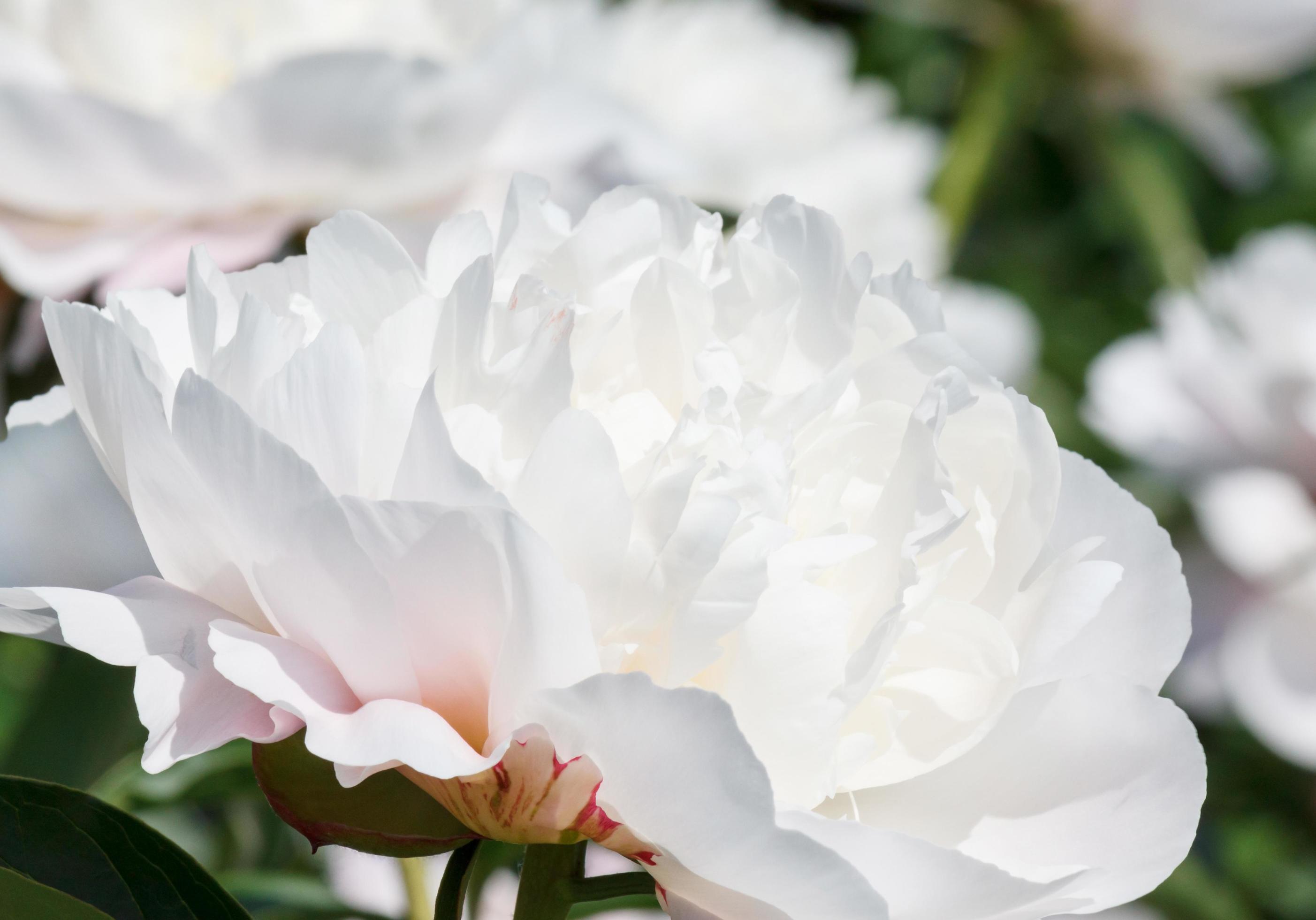 close up of white peony flower Stock Free