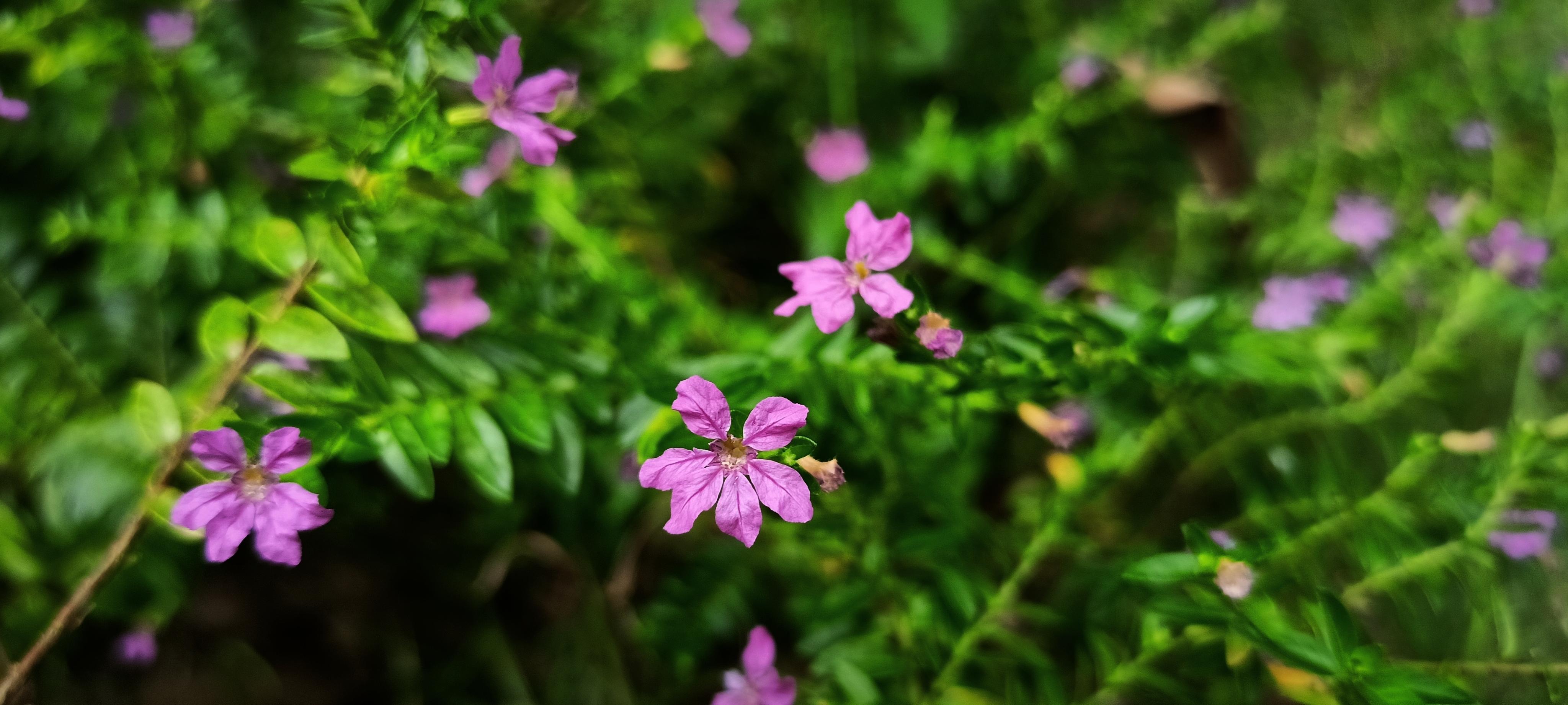 beautiful cuphea flower Stock Free