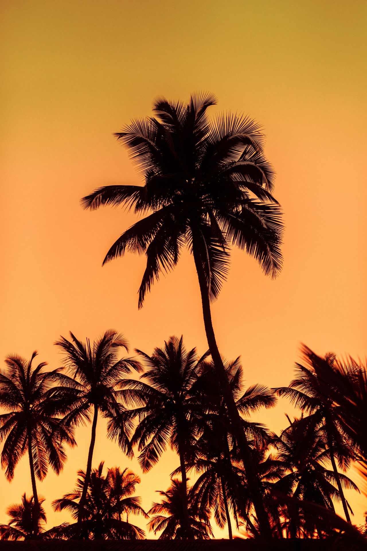 Sunset on the palms Stock Free