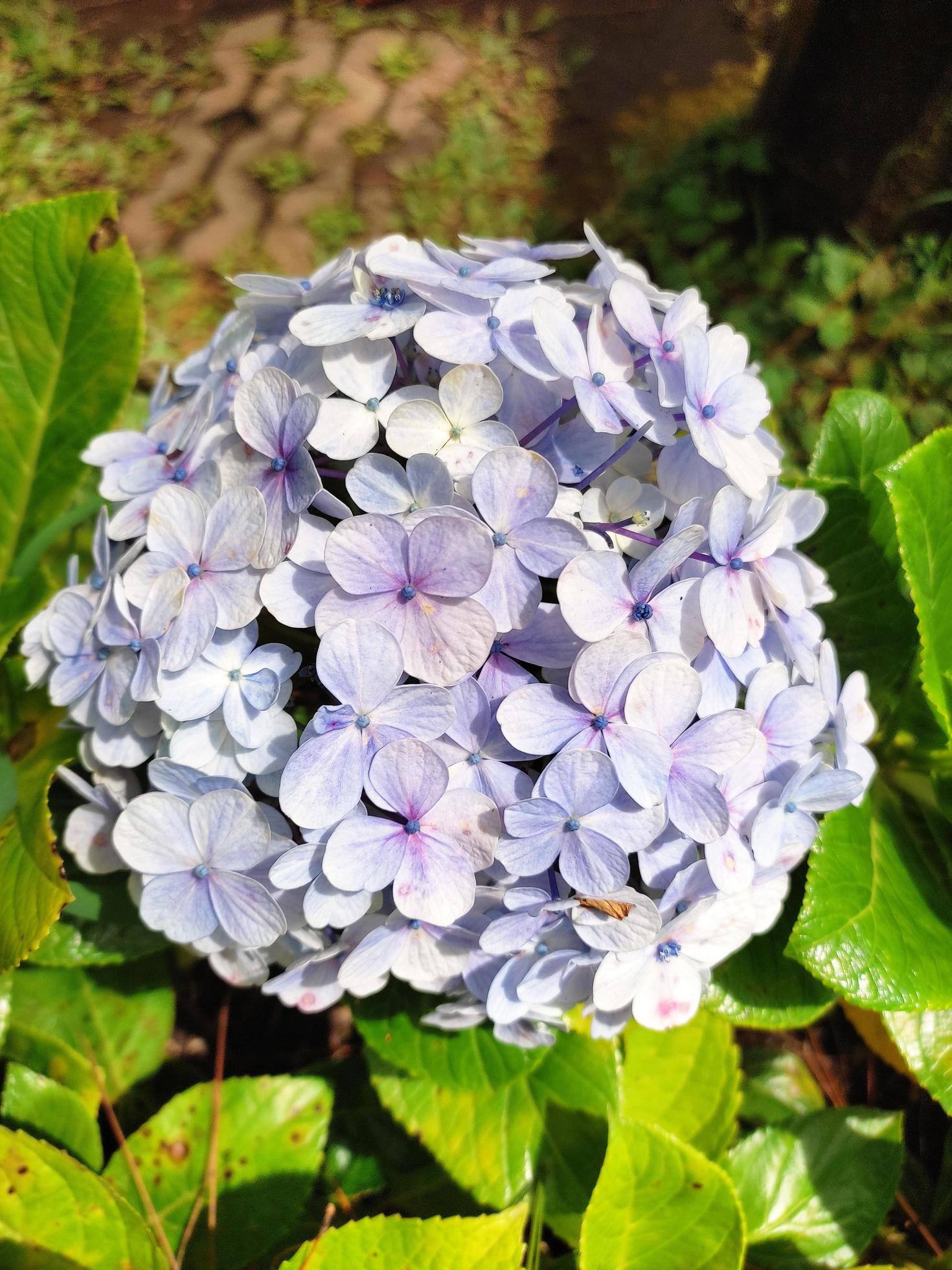 Hortensia flower or Hydrangea Macrophylla in the garden, with morning day light. Stock Free