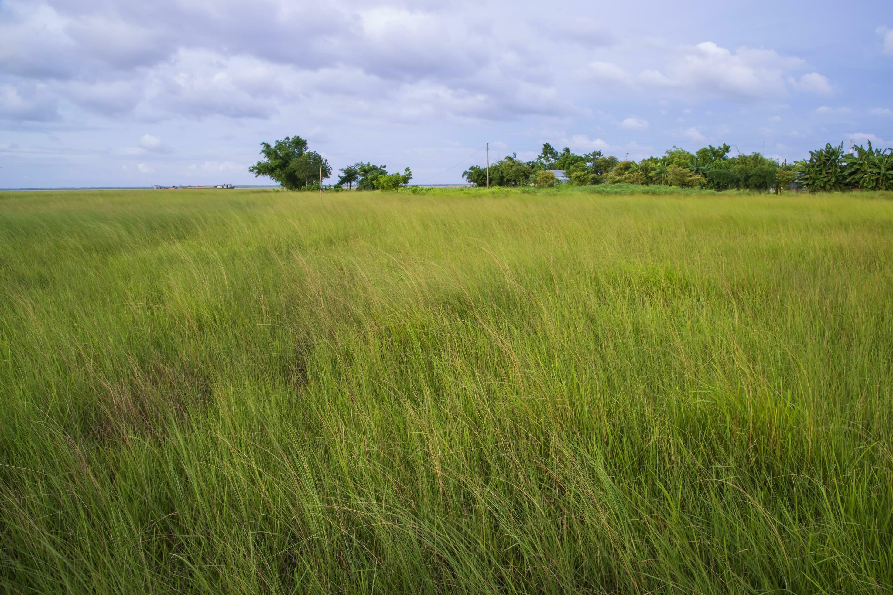 Natural Landscape view of green grass field with blue sky Stock Free