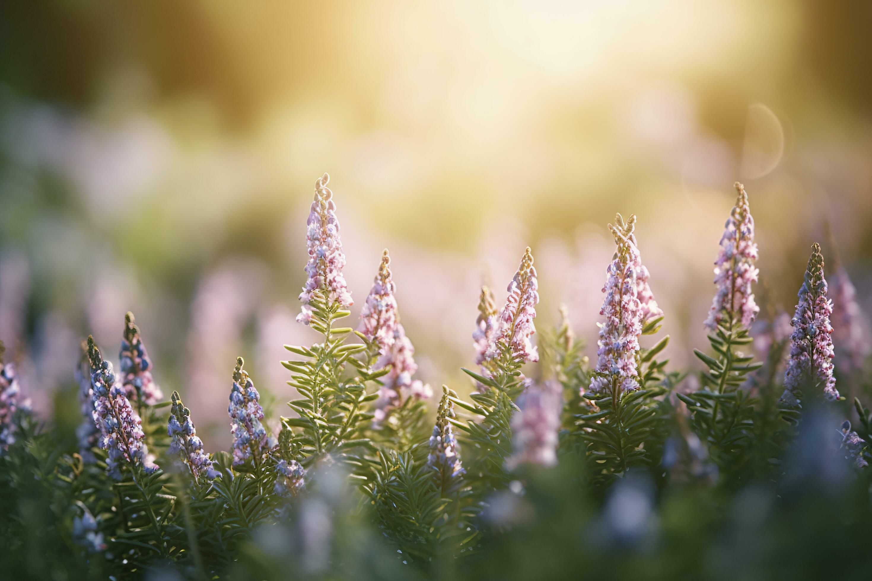 Erica Flower Field, Summer Season, Bokeh Effect , generate ai Stock Free