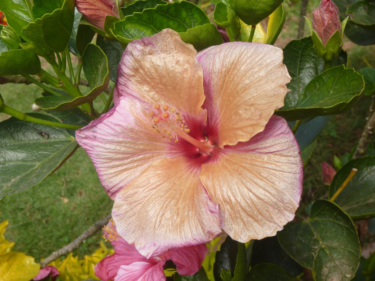 Yellow Pink Hibiscus Stock Free