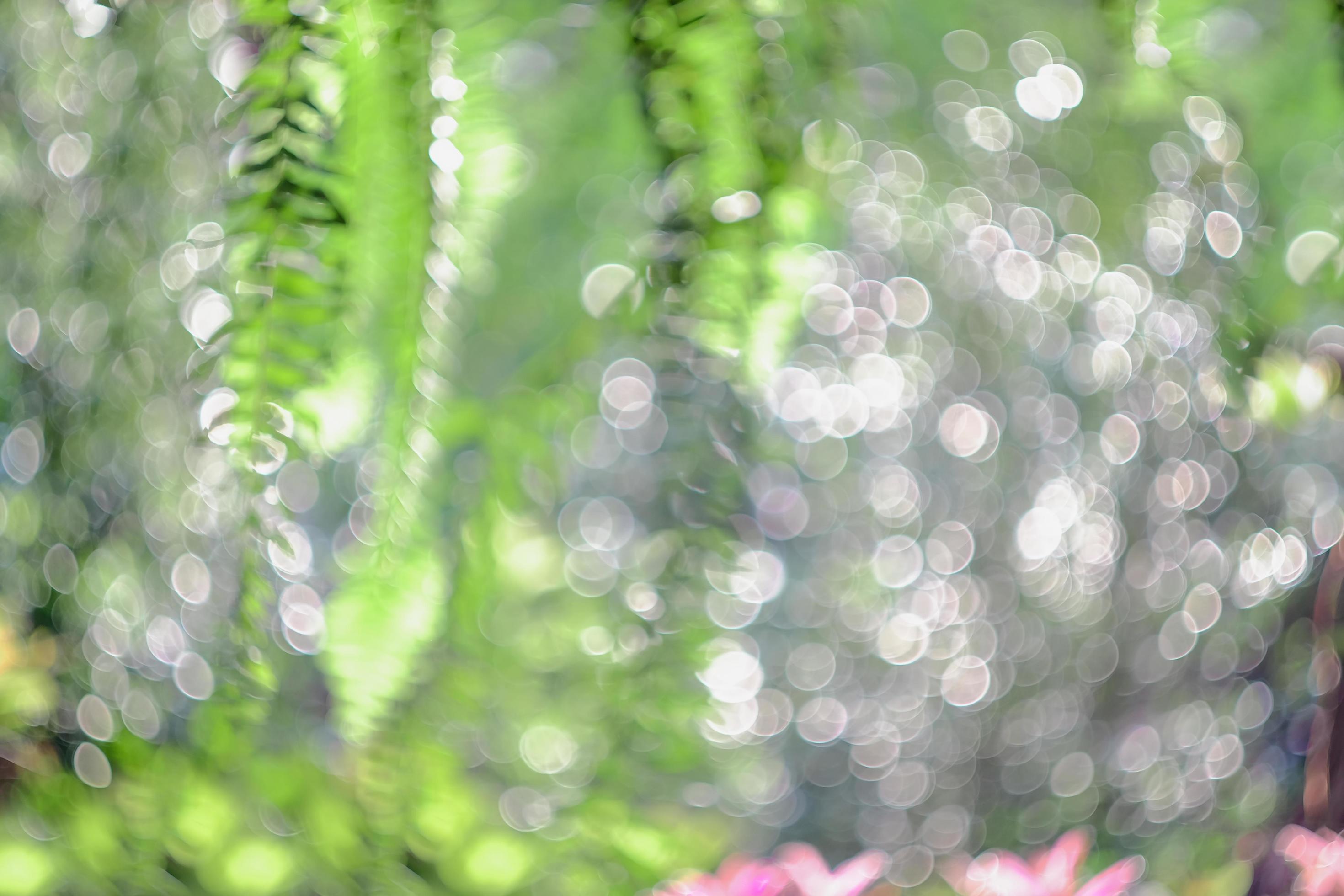 Blurry and bokeh of nature background. Stock Free