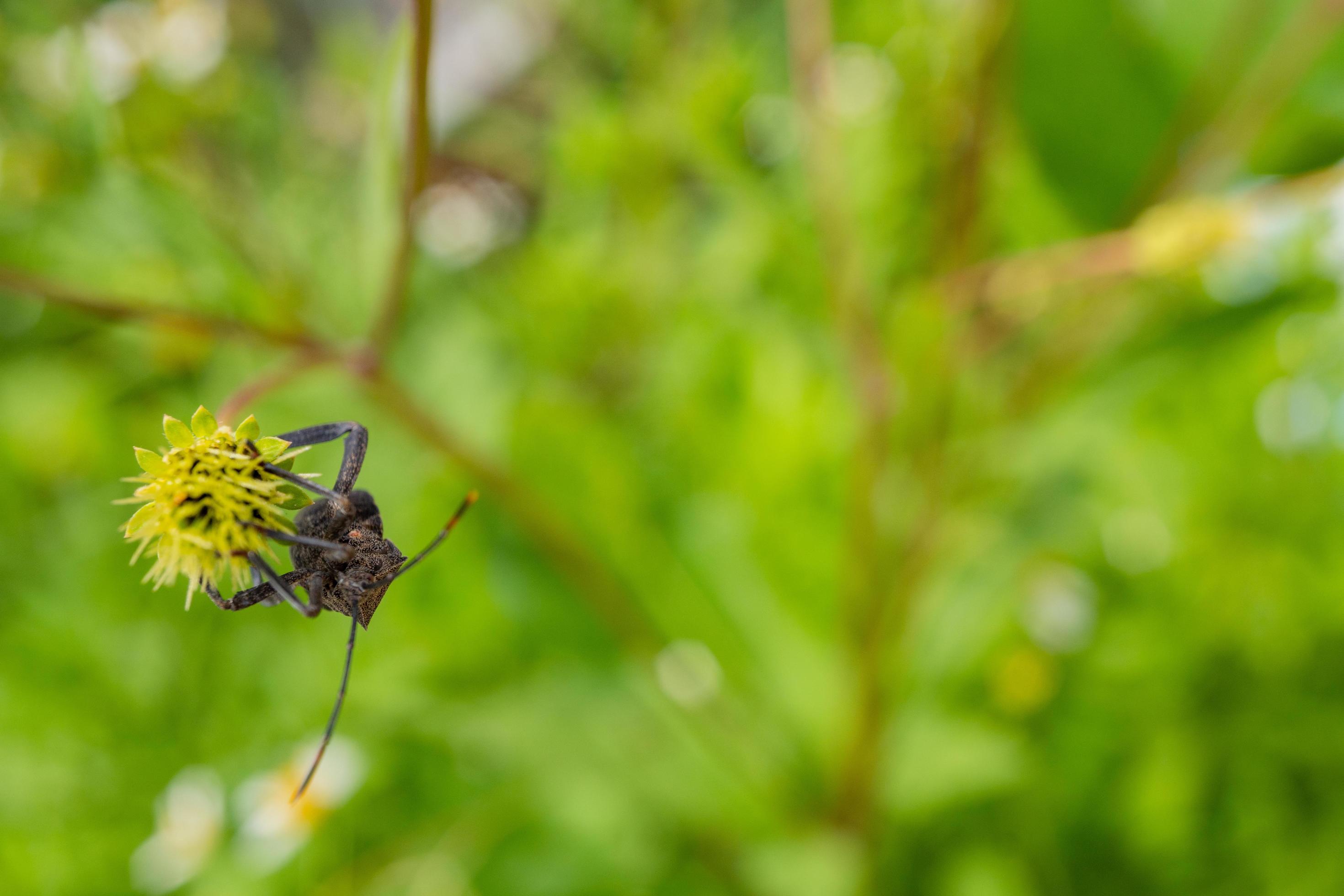 Black beetles perch over the flower buds. The photo is suitable to use for animal wild life background, spring poster and nature content media. Stock Free