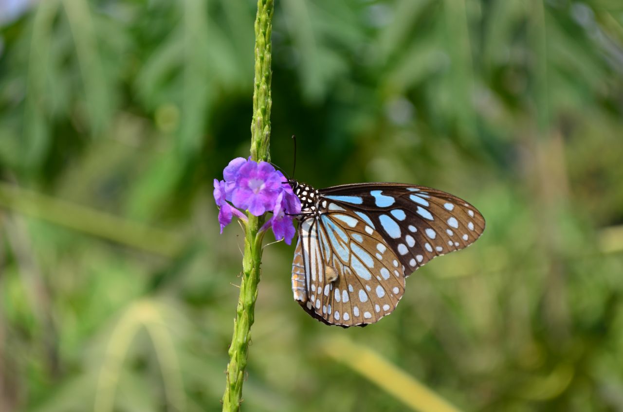 Blue Tiger Butterflies Stock Free