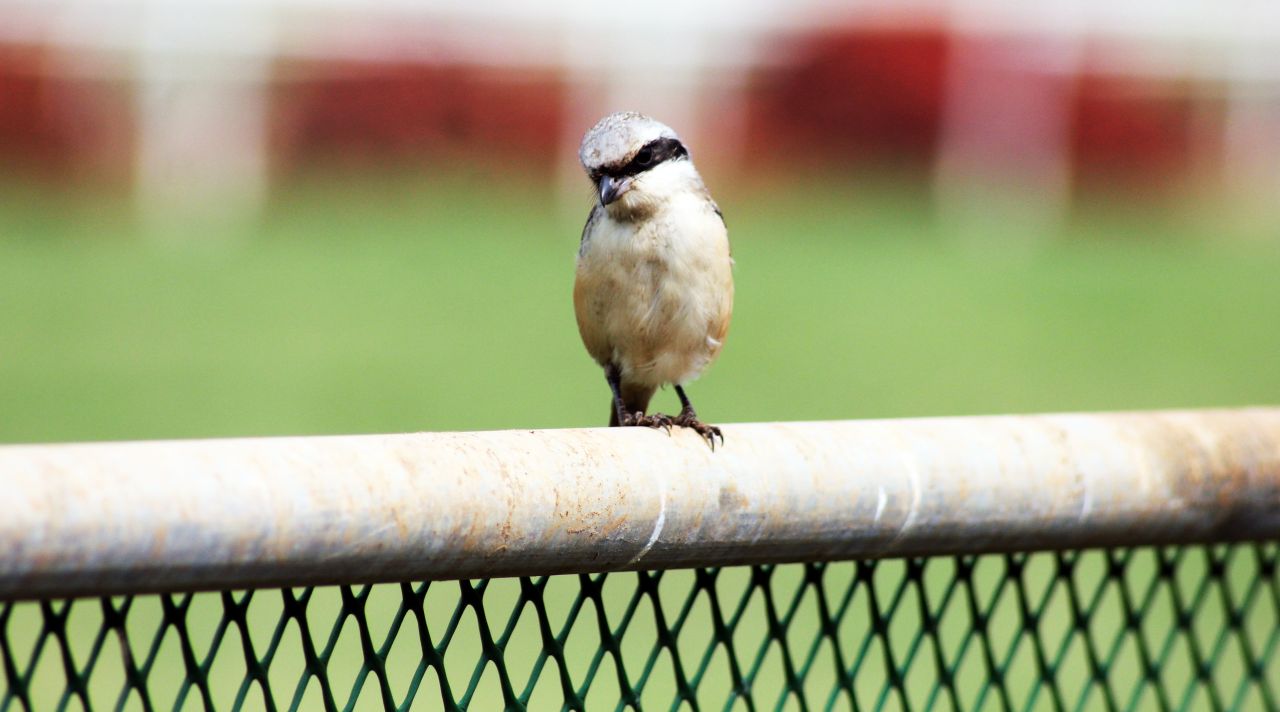 Sparrow Sitting On Net Pole Stock Free