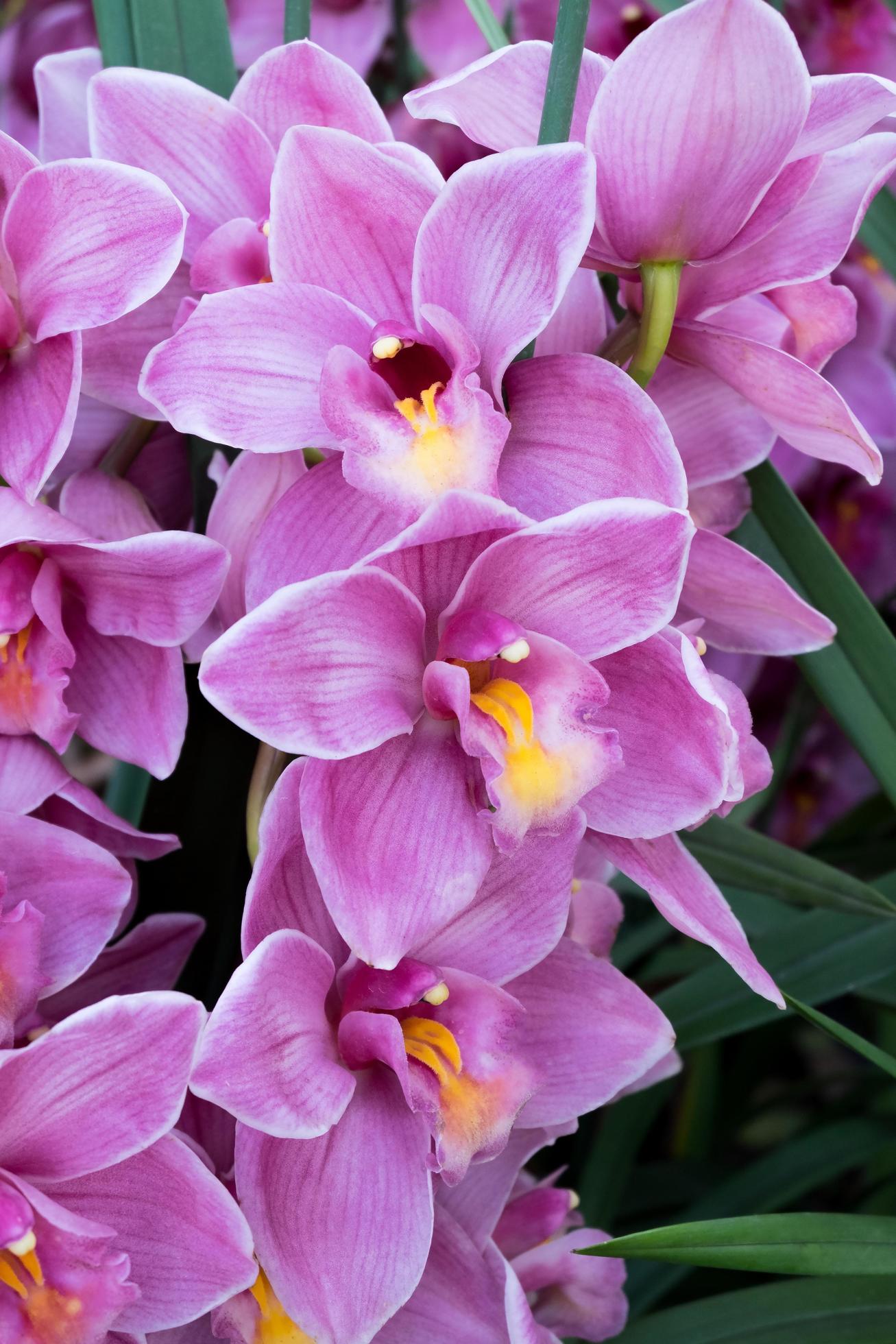 Orchid flower in tropical garden.Selective focus. Stock Free