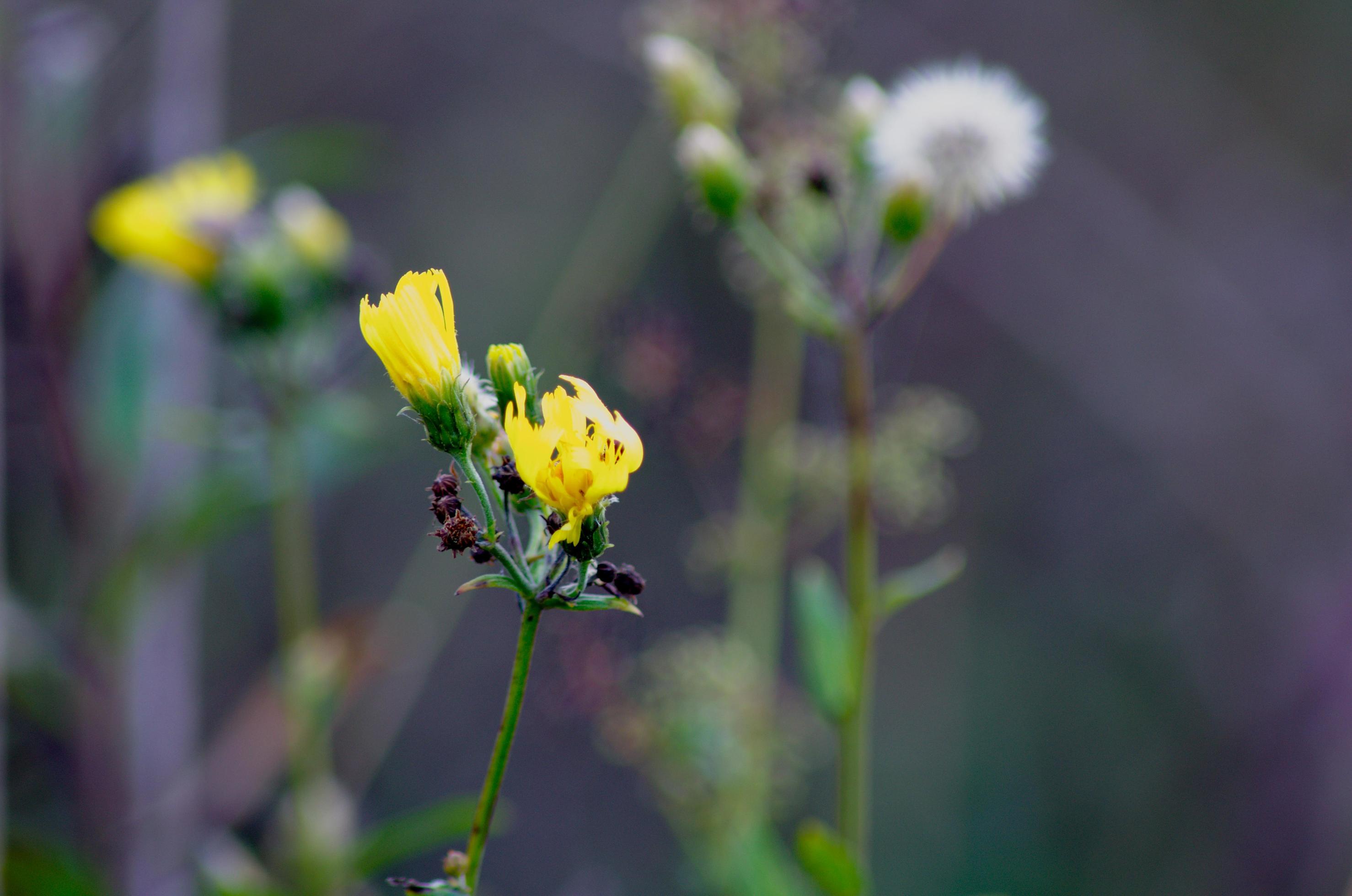 Wild flower closeup picture. Flowers in the meadow. Stock Free