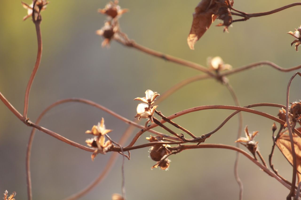 Shrubs Bush Closeup Stock Free